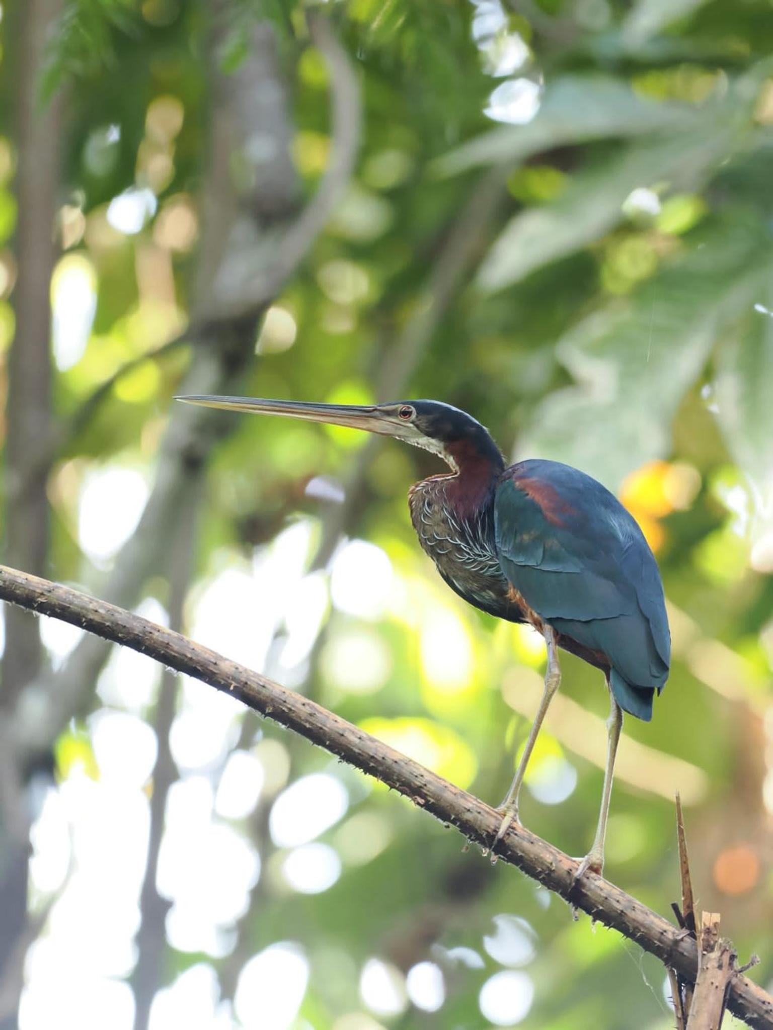 Ingaru Amazon Lodge