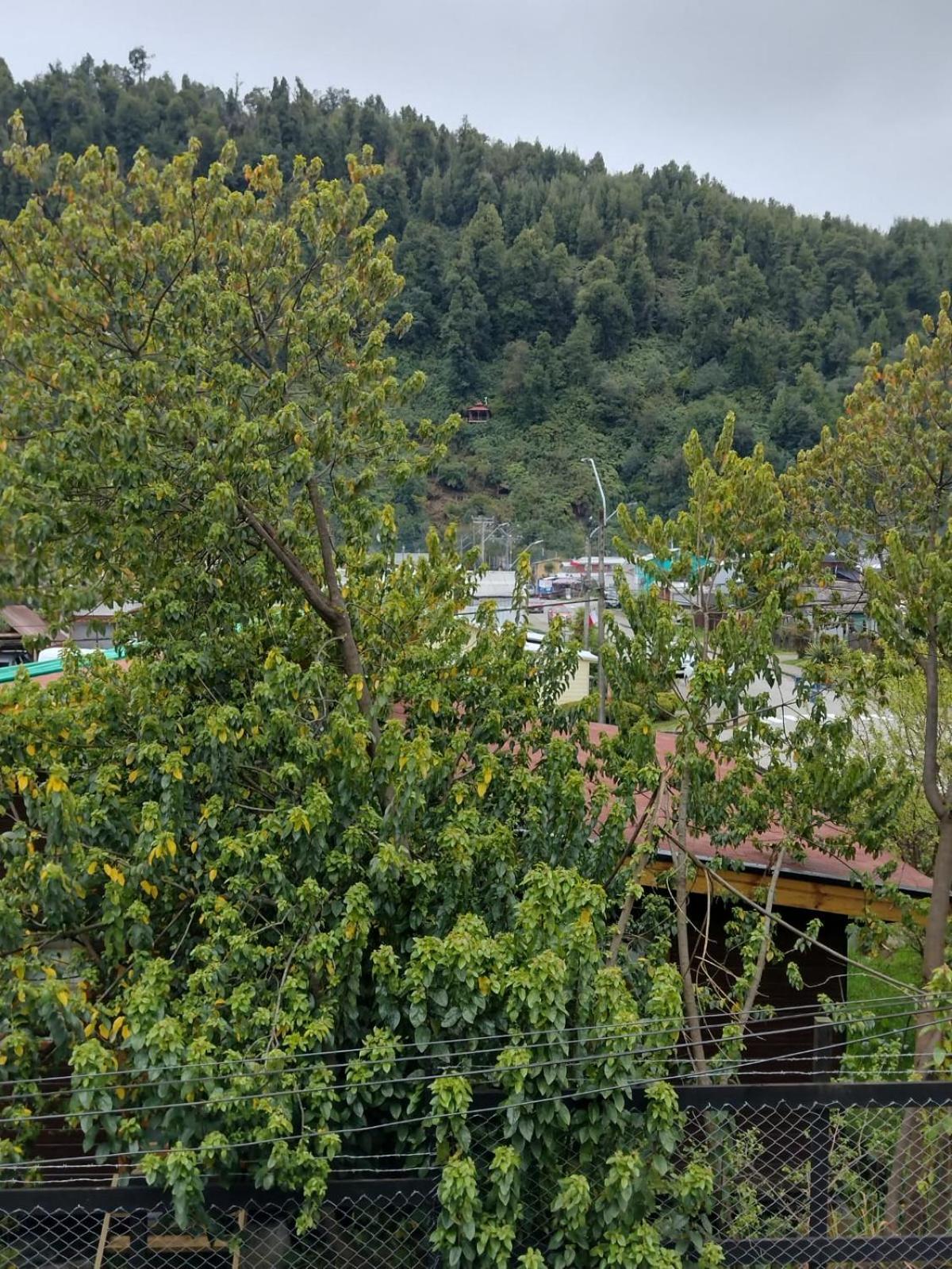ANTU hostal cabaña