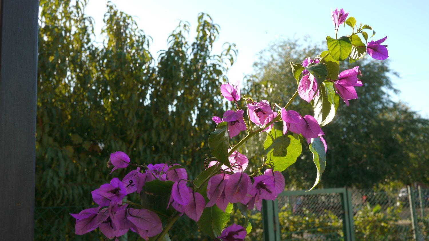 Photo 46