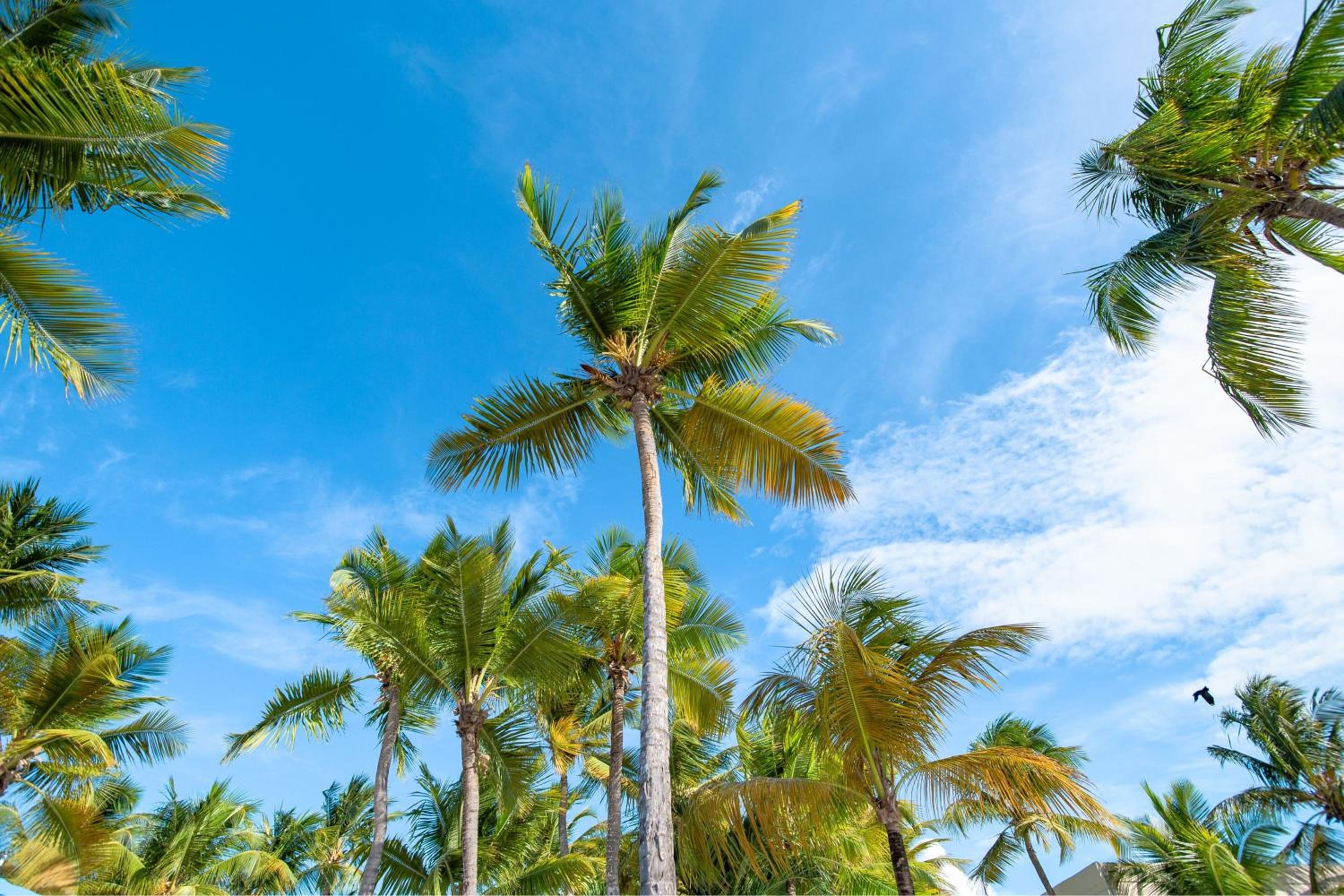 Courtyard by Marriott Isla Verde Beach Resort - Property Image 63