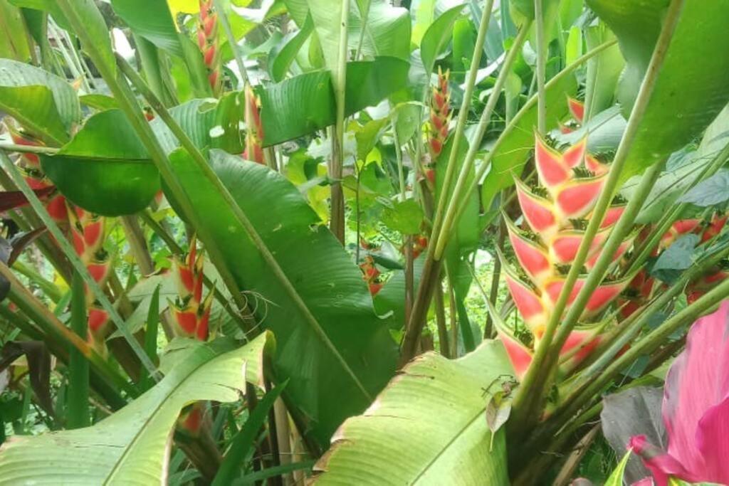 Desaka Bisma Ubud view 3