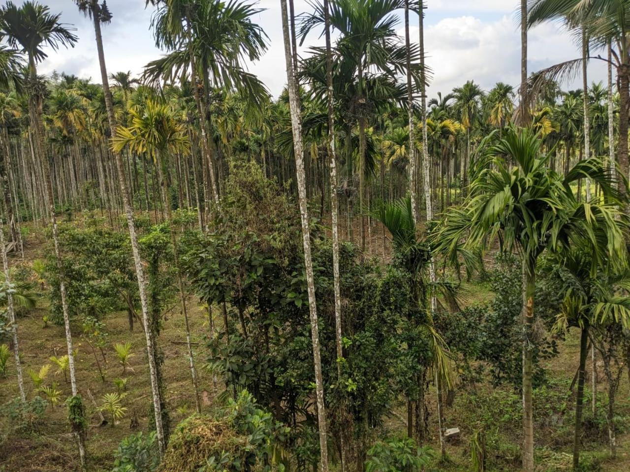 Vasam Outstay - Wayanad view 3