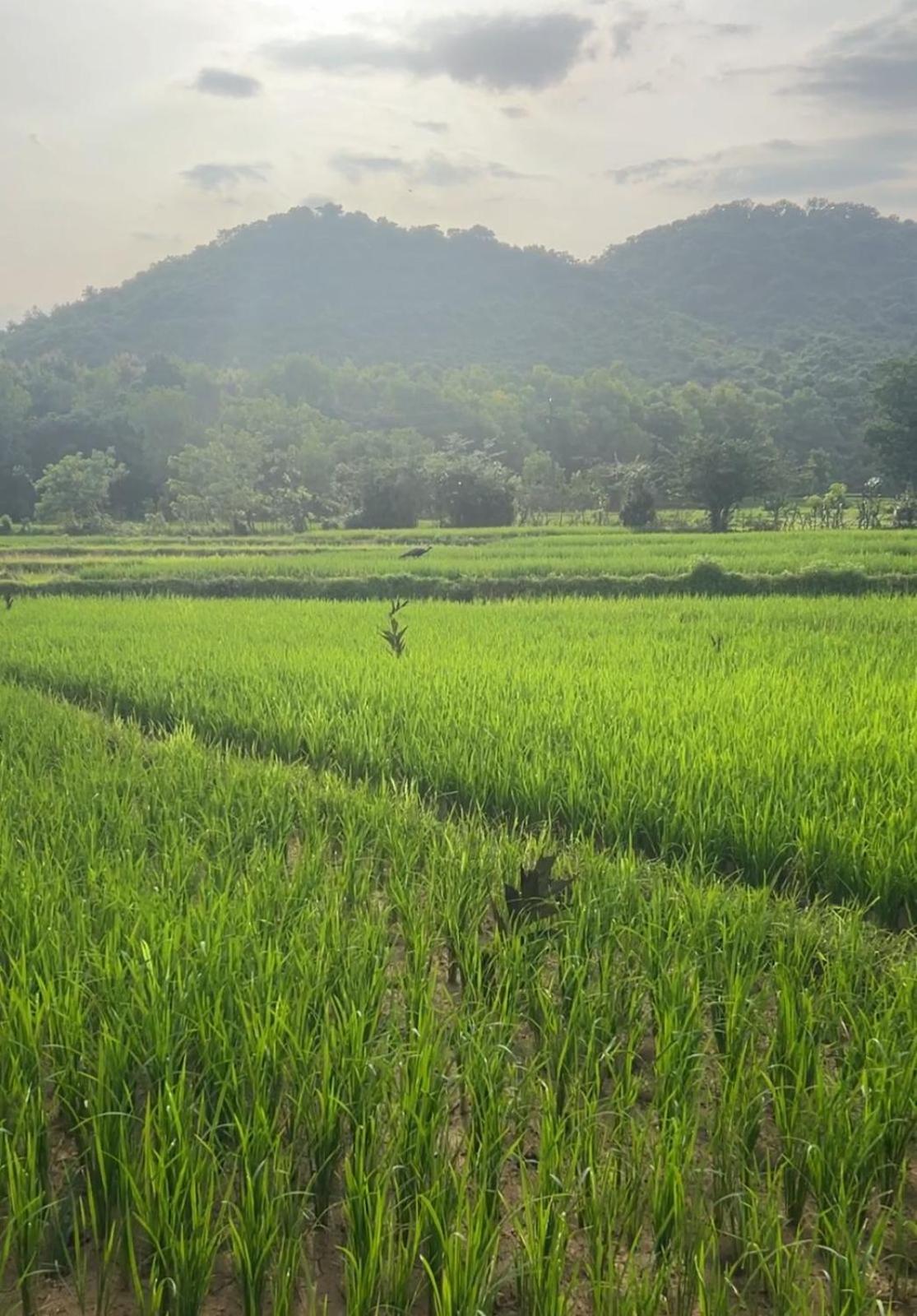Village View view 2