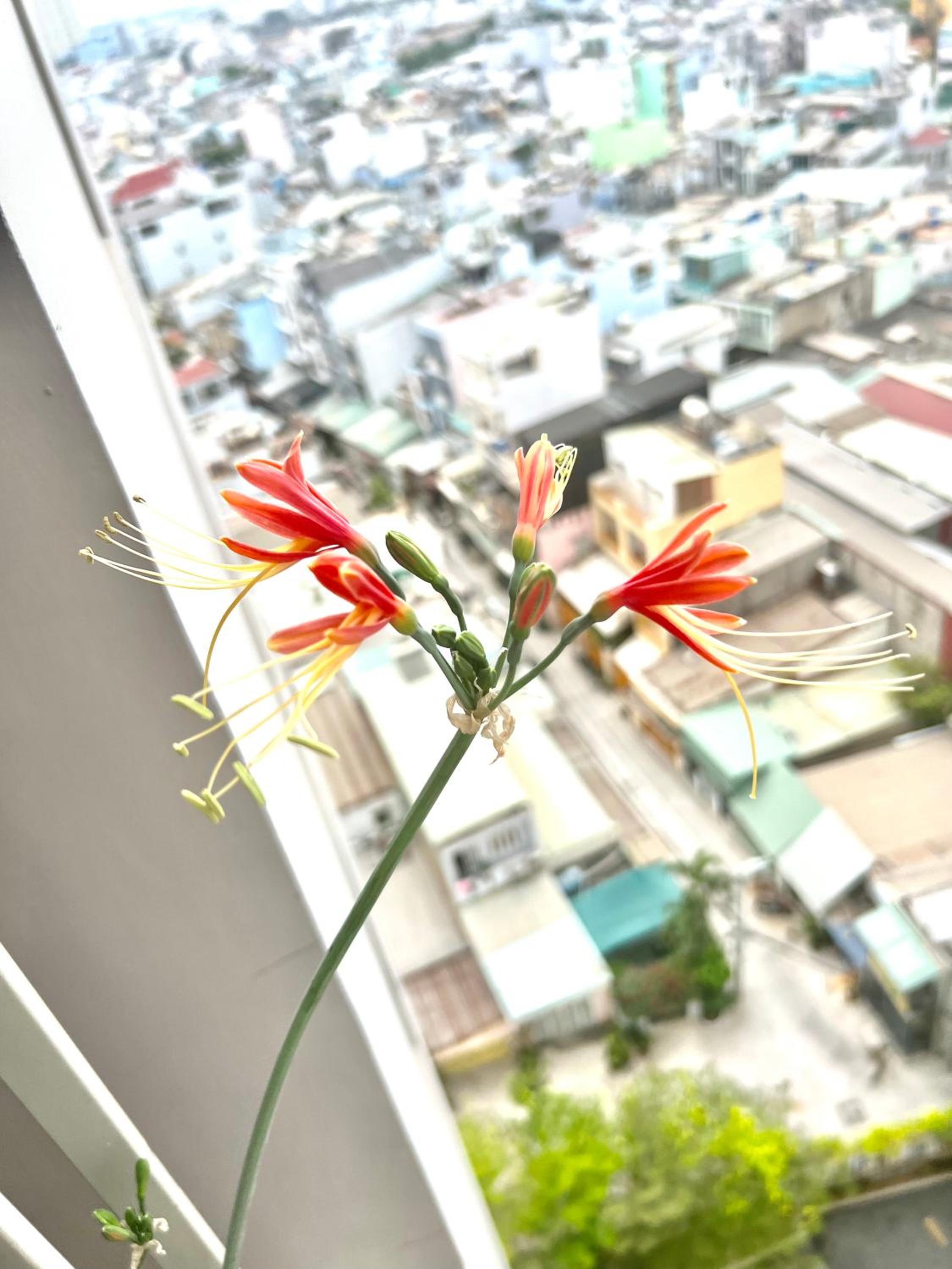 IMPERIAL PLACE e-2