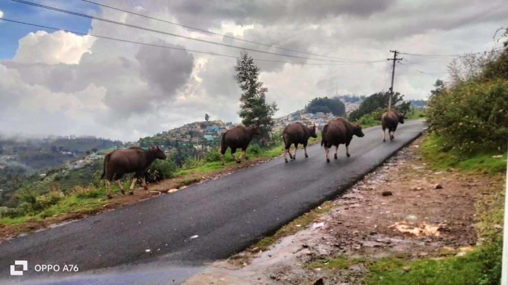 Western Ghats homestay view 4