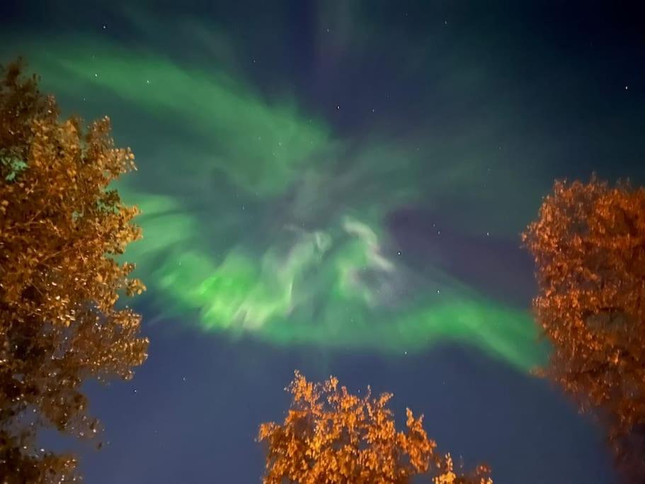 Stella Borealis