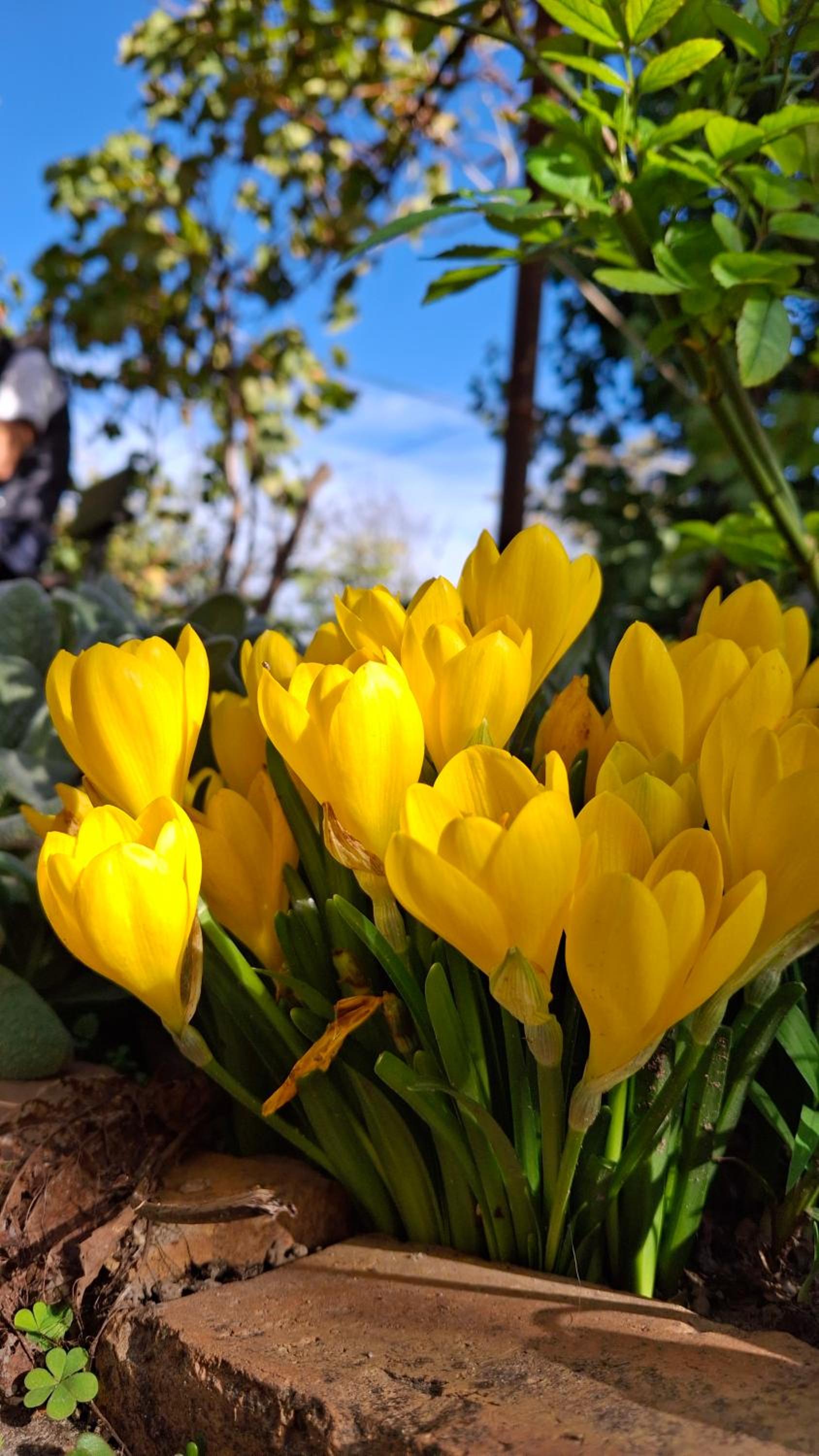 Apartmani Komoč