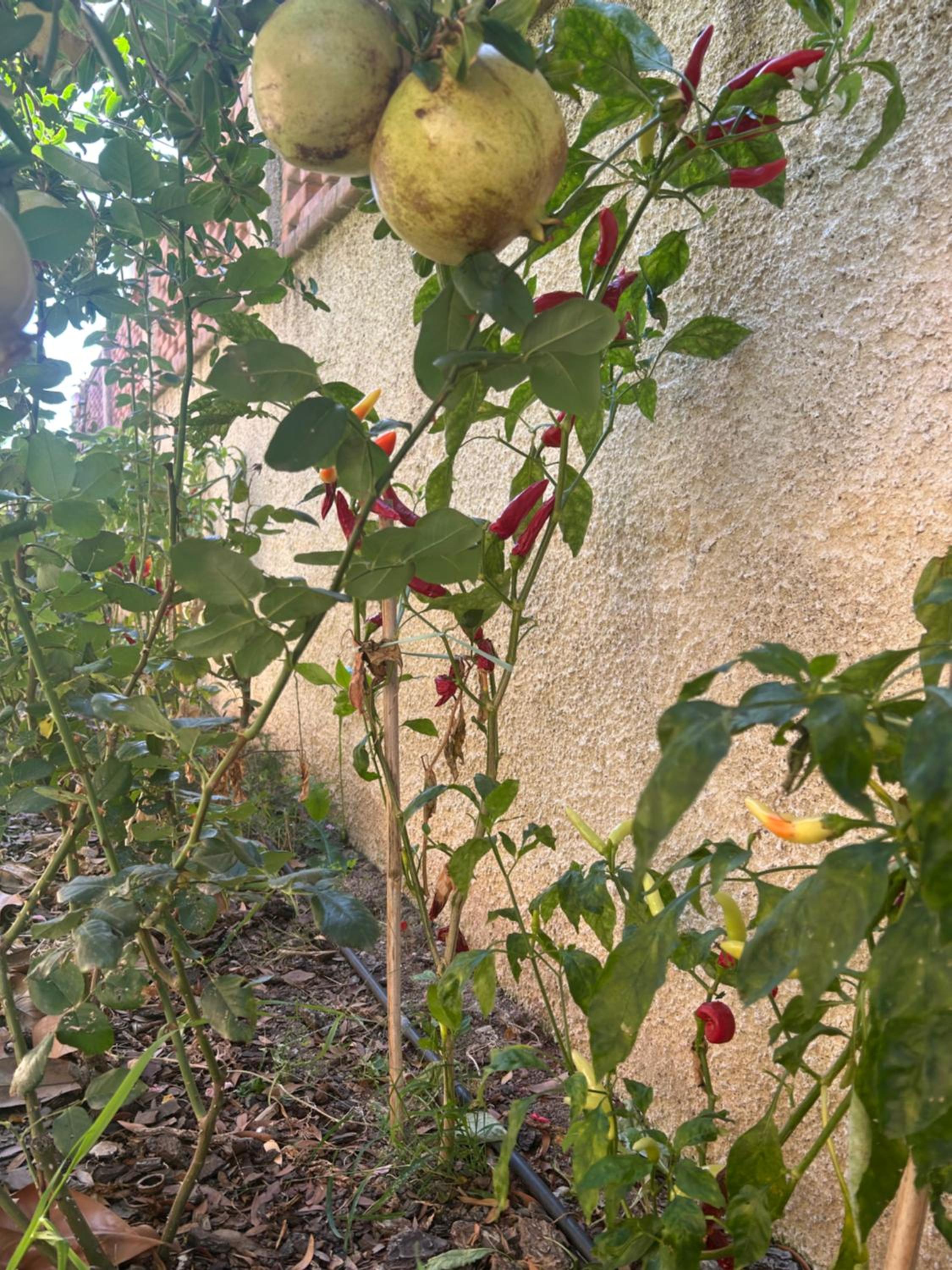 Photo 25