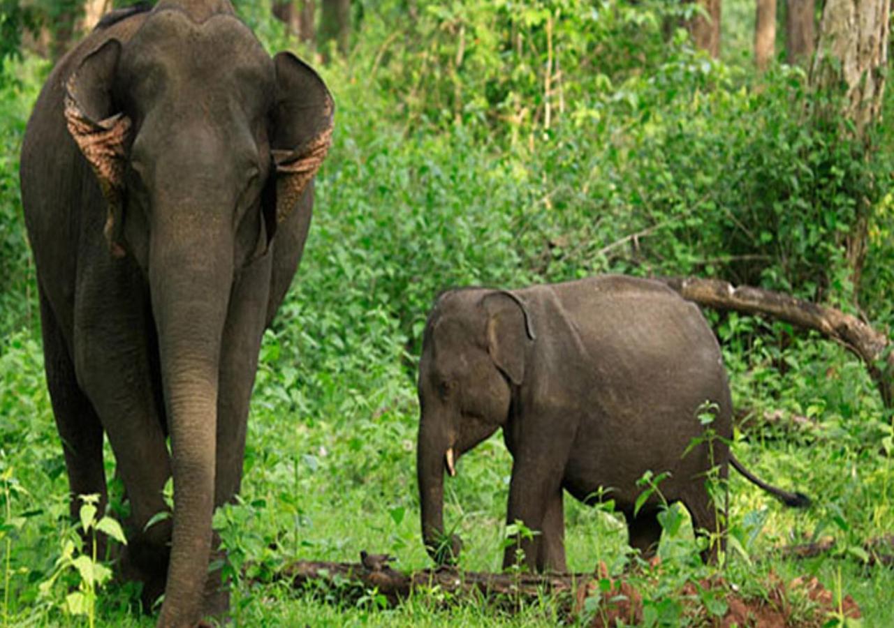 Kuruva Castle Cottages - Experience Nature & Wildlife