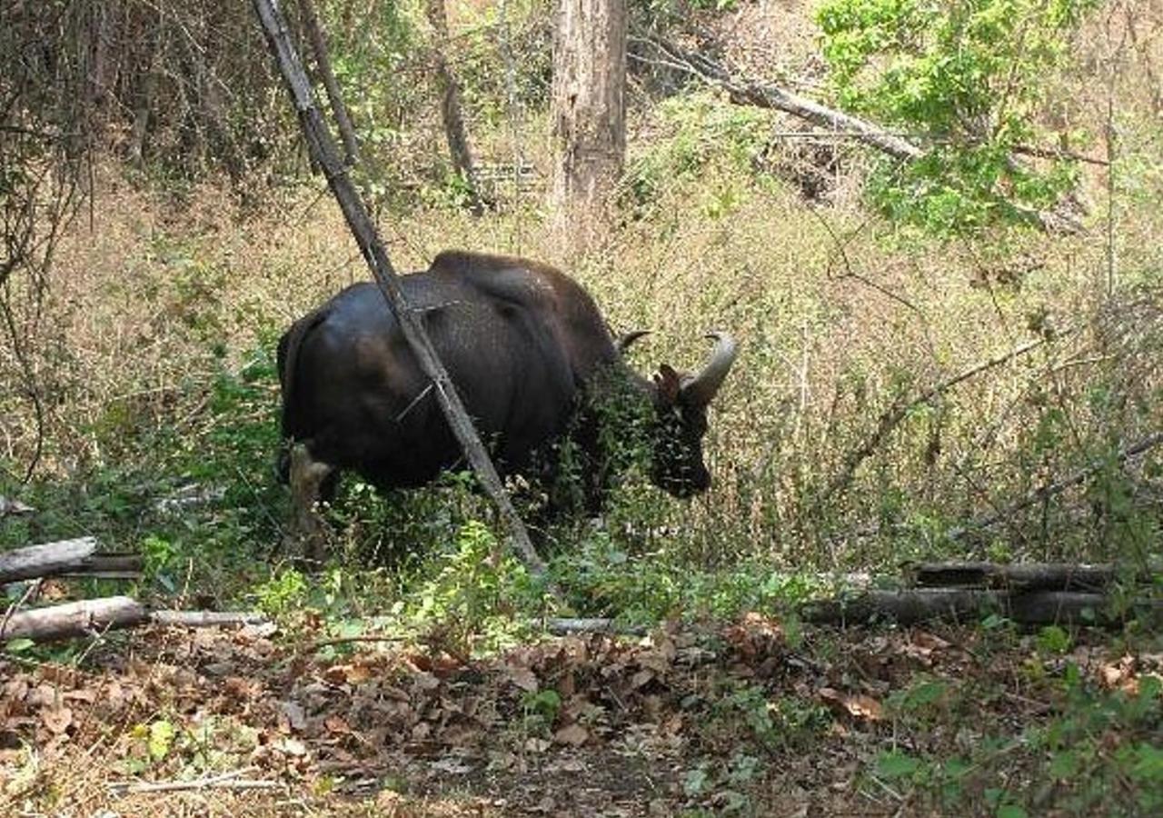 Kuruva Castle Cottages - Experience Nature & Wildlife