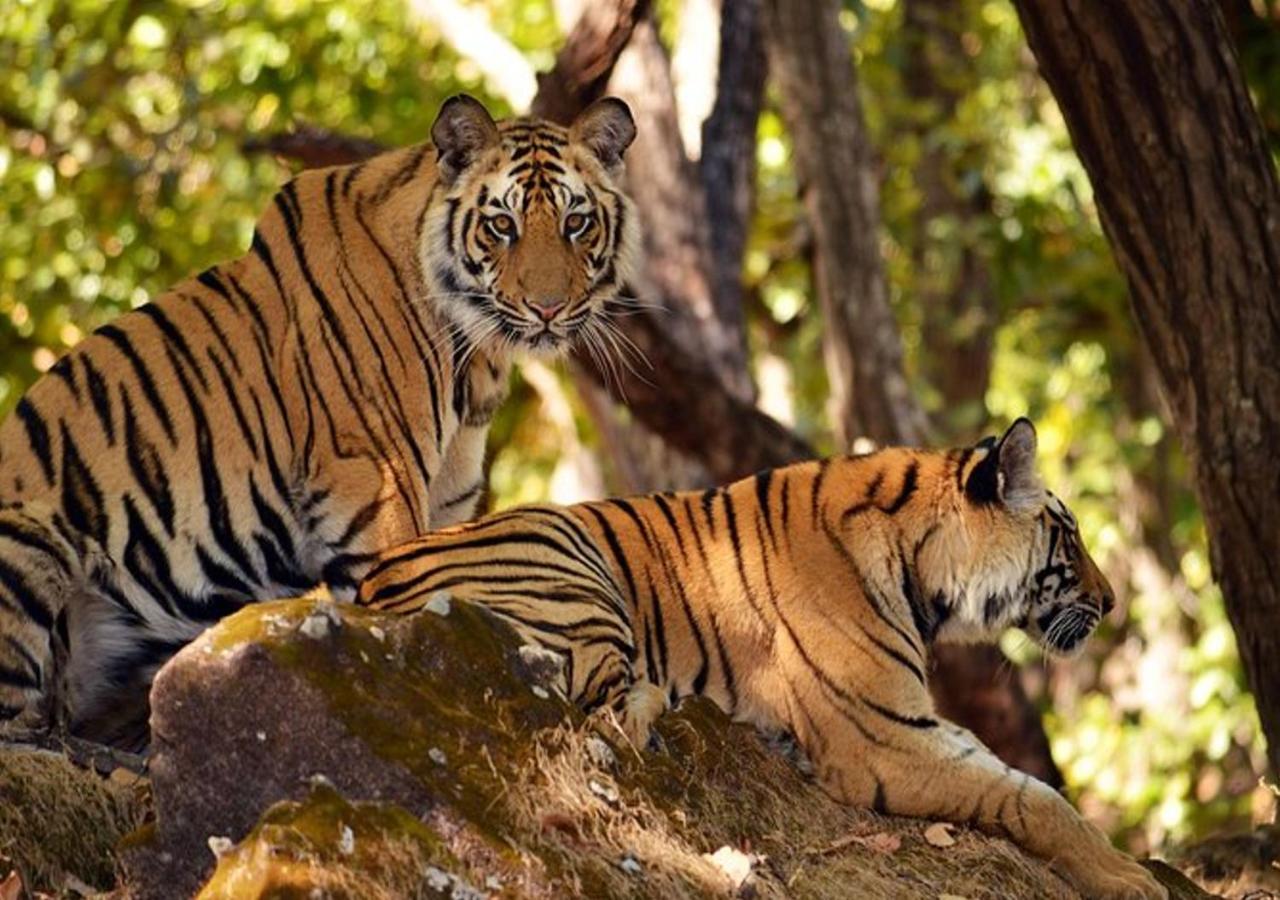 Kuruva Castle Cottages - Experience Nature & Wildlife
