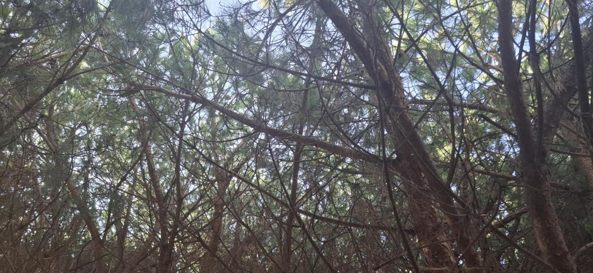 Pine Apartment 2 plus 1