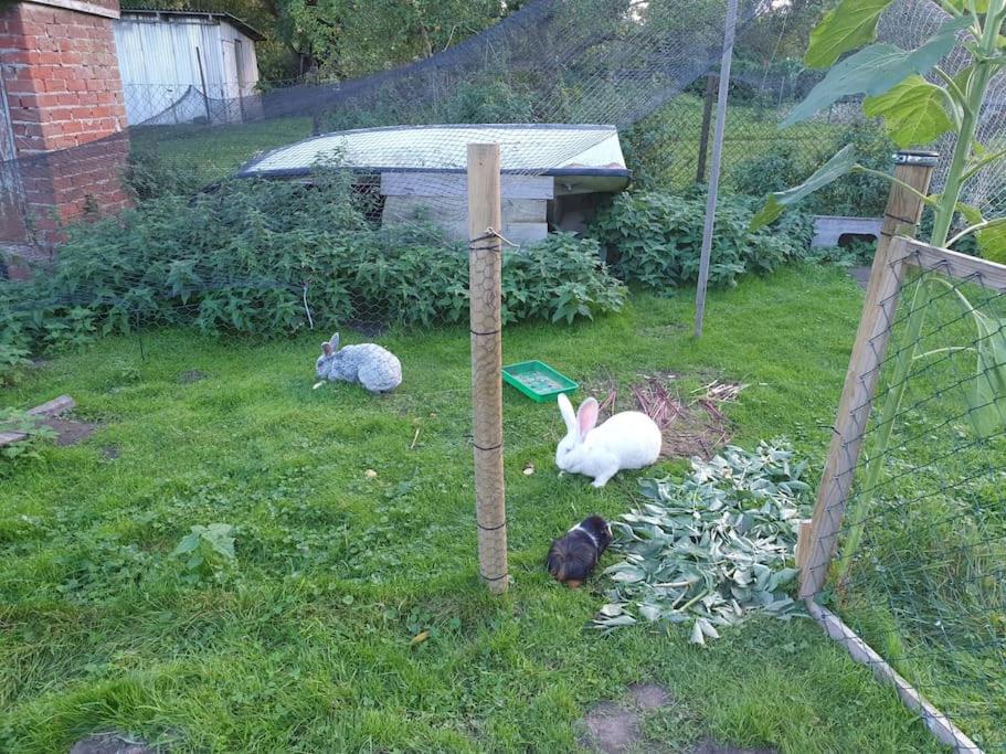 Die kleine Klecks am Jasmunder Bodden