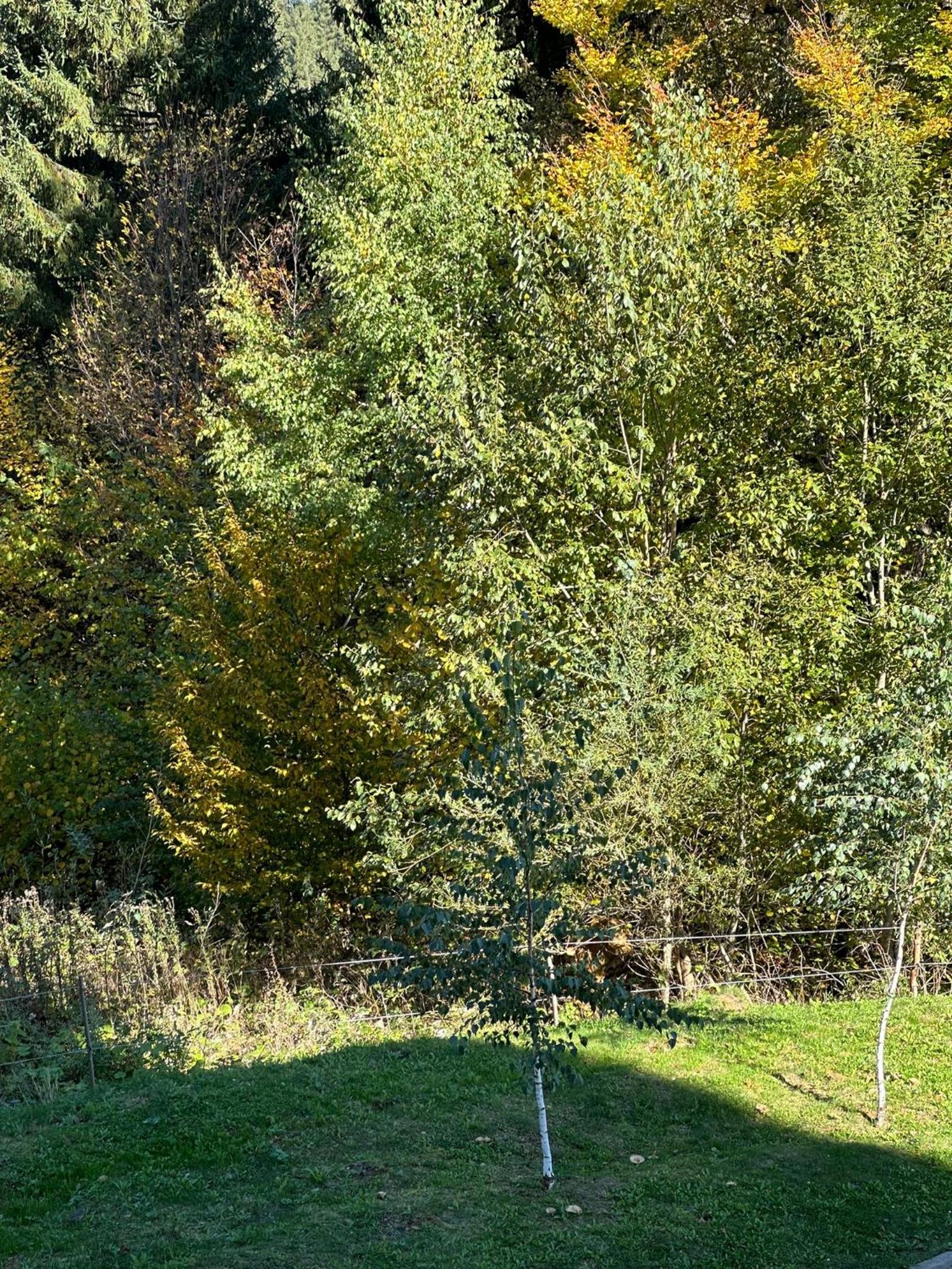 Mountain View Apartaments Homes Poiana Brașov view 3
