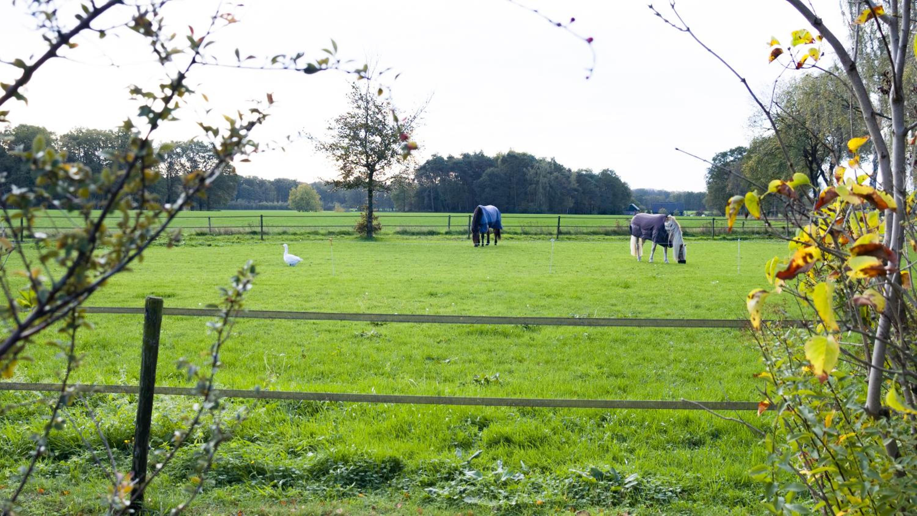 Vakantiehuis Oostendorp view 5