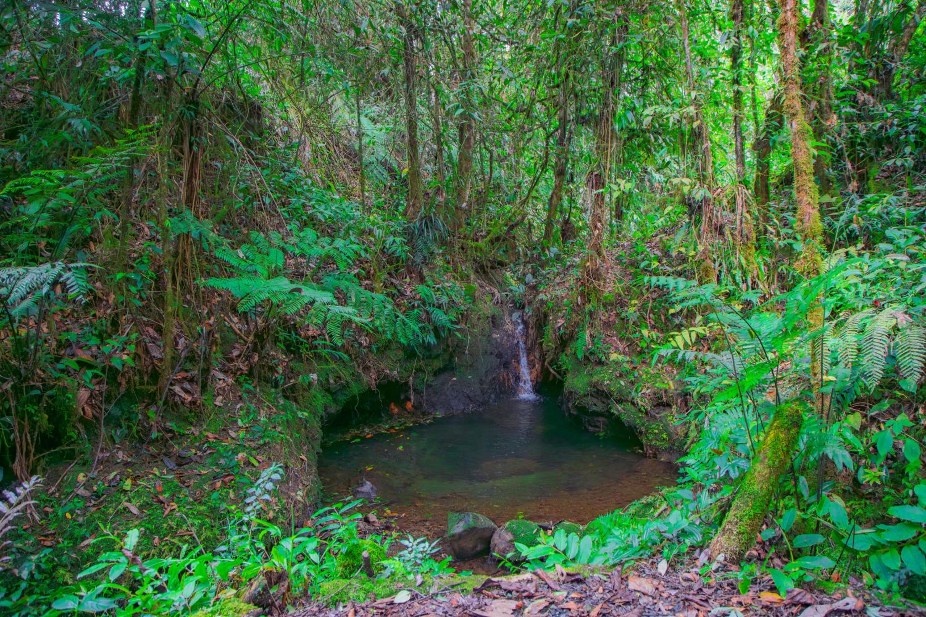 Boskoso Forest Retreat Jacuzzi & Waterfall