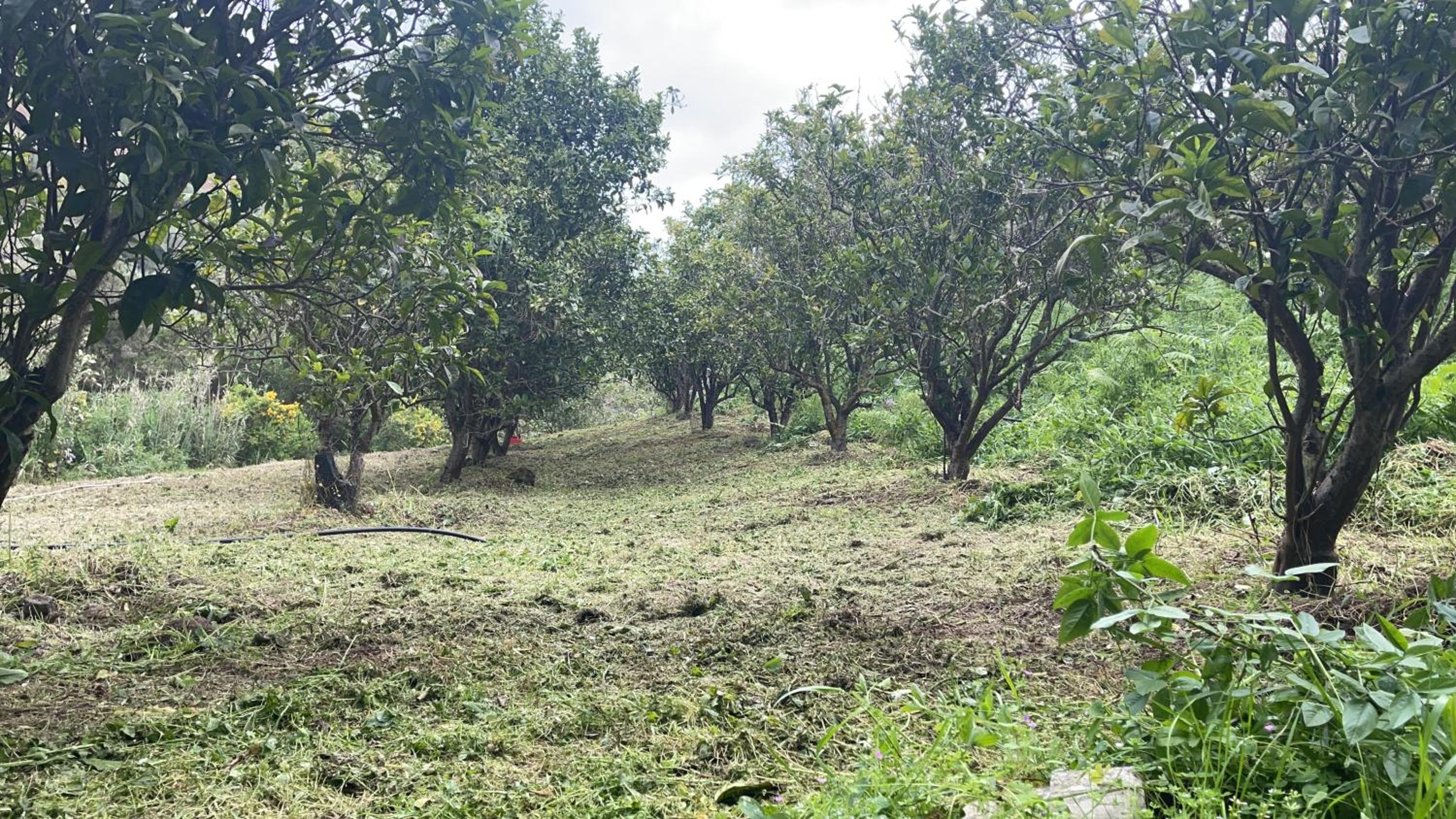 Finca Di Carmen