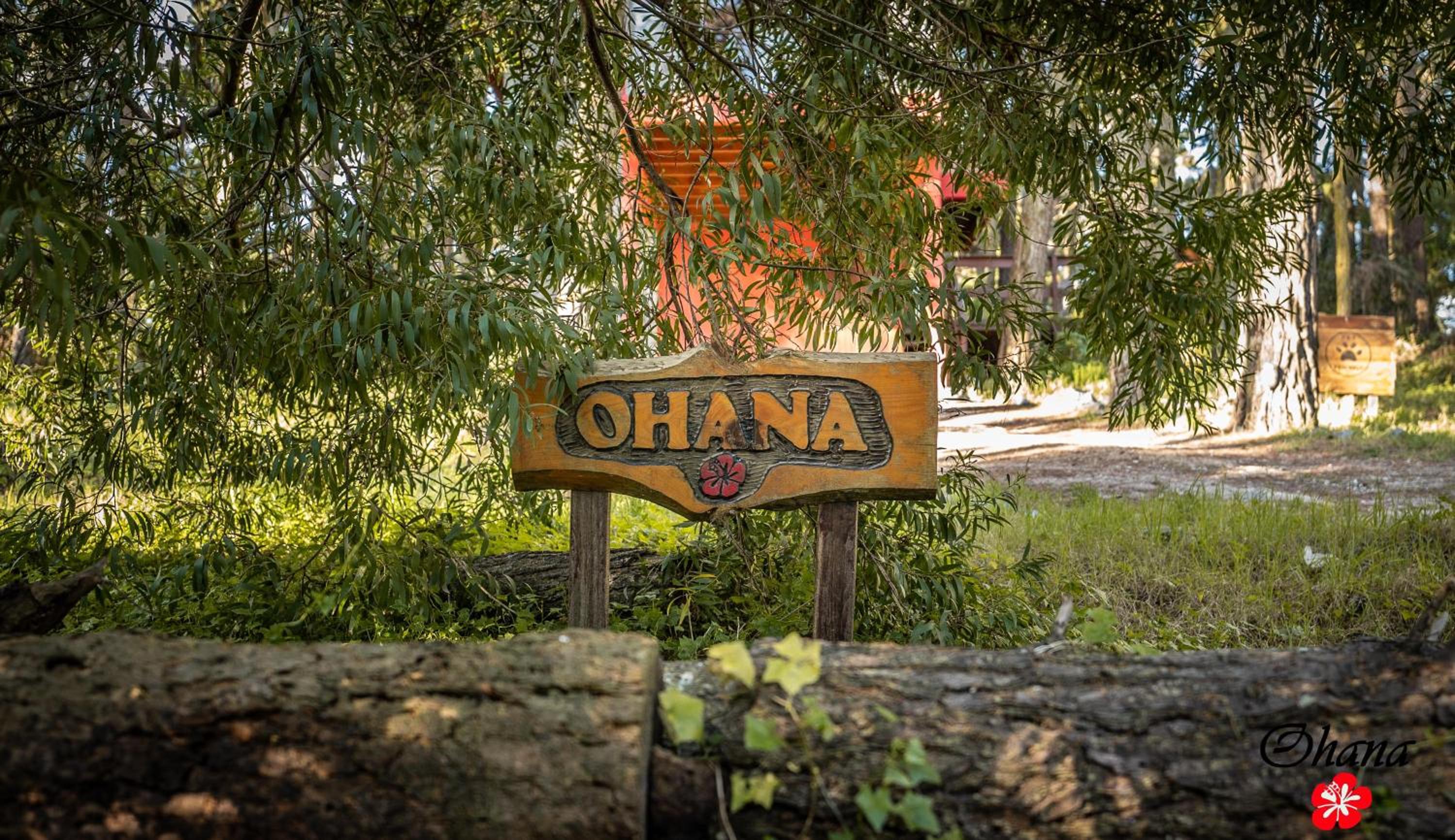 Ohanamarazul en el Bosque