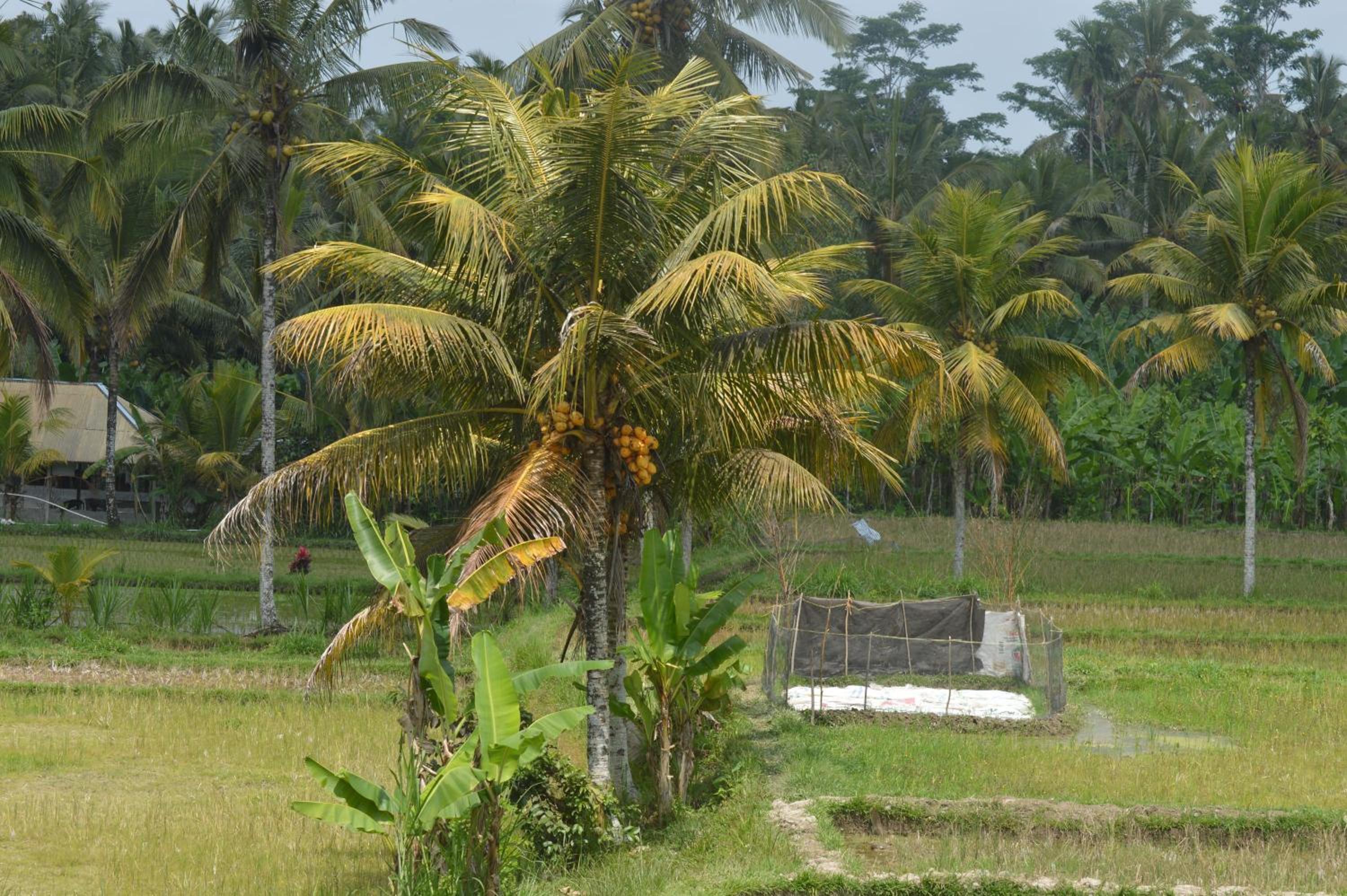 Gilded Palms Villa, Ubud Payangan, Bali