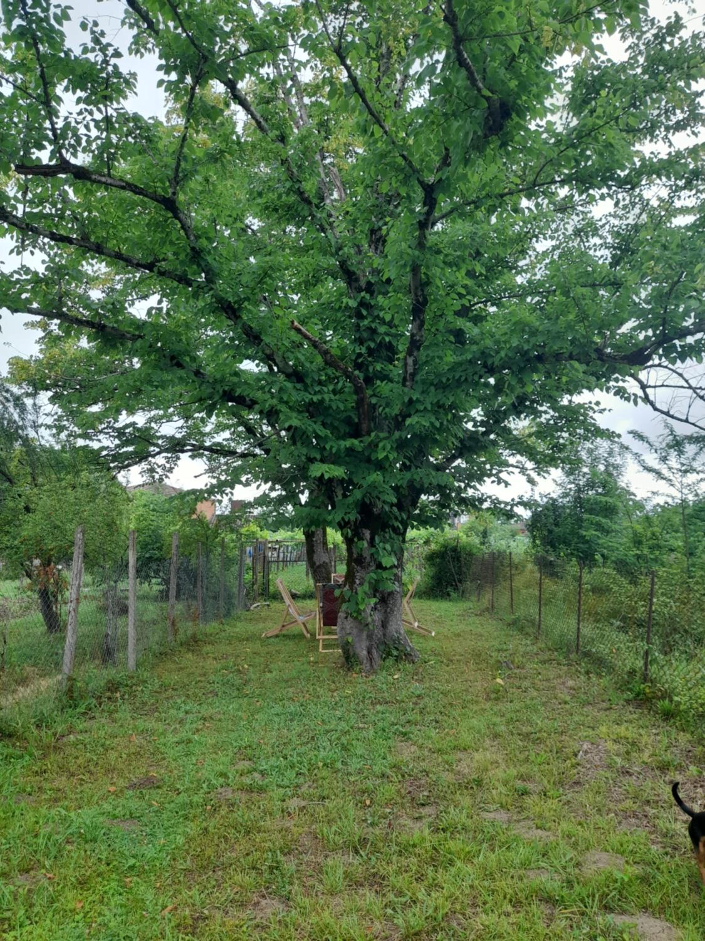 Myudro agaraki