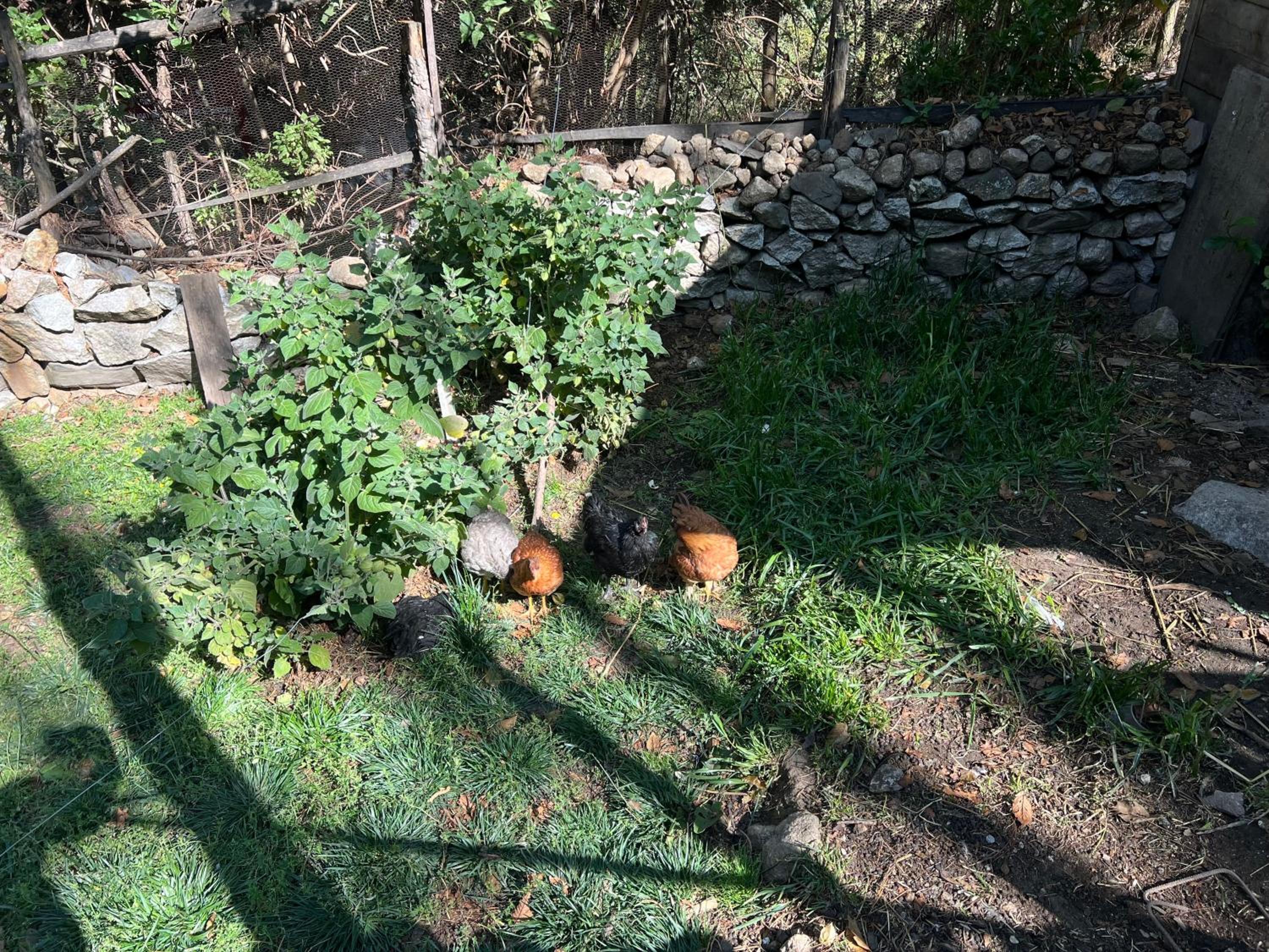 Photo 40