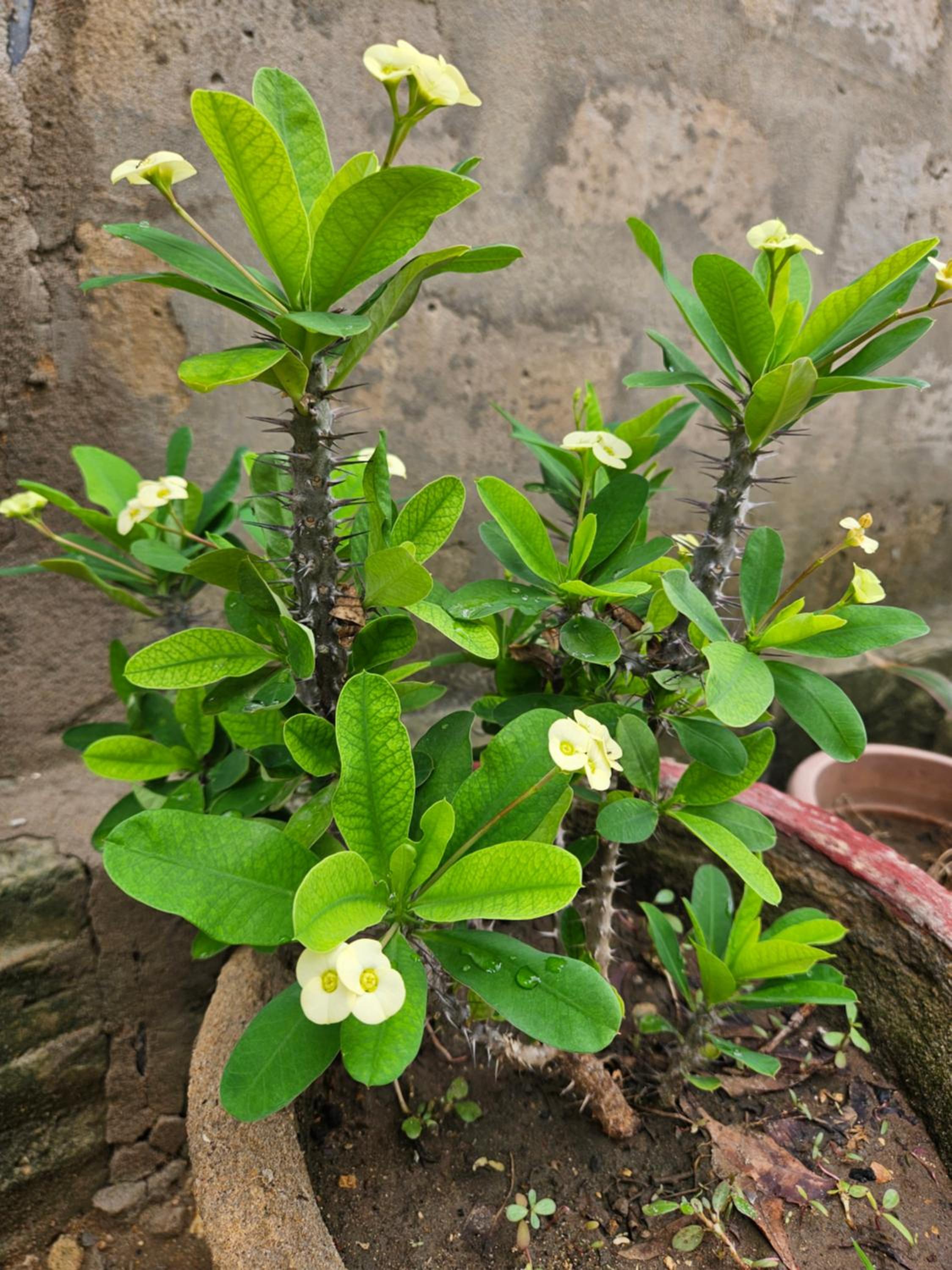 Saraswathy Inn