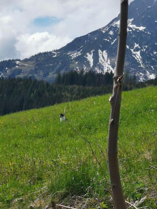 Sonnige ruhige Fewo Bergpanorama auf 1200m mit Süd Balkon