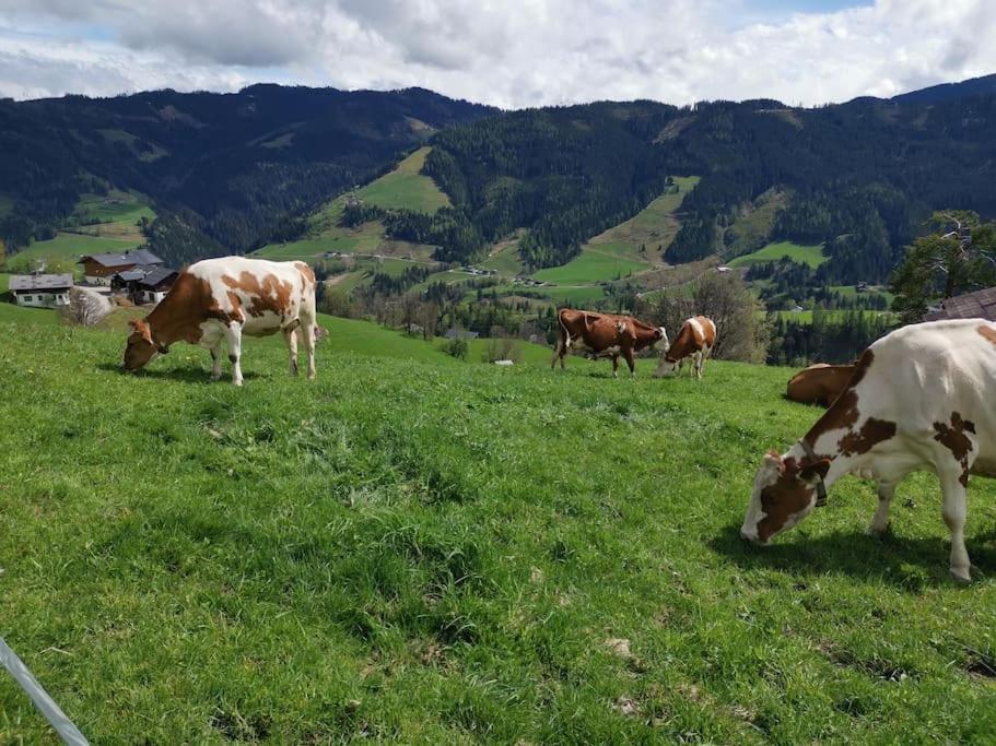 Sonnige ruhige Fewo Bergpanorama auf 1200m mit Süd Balkon