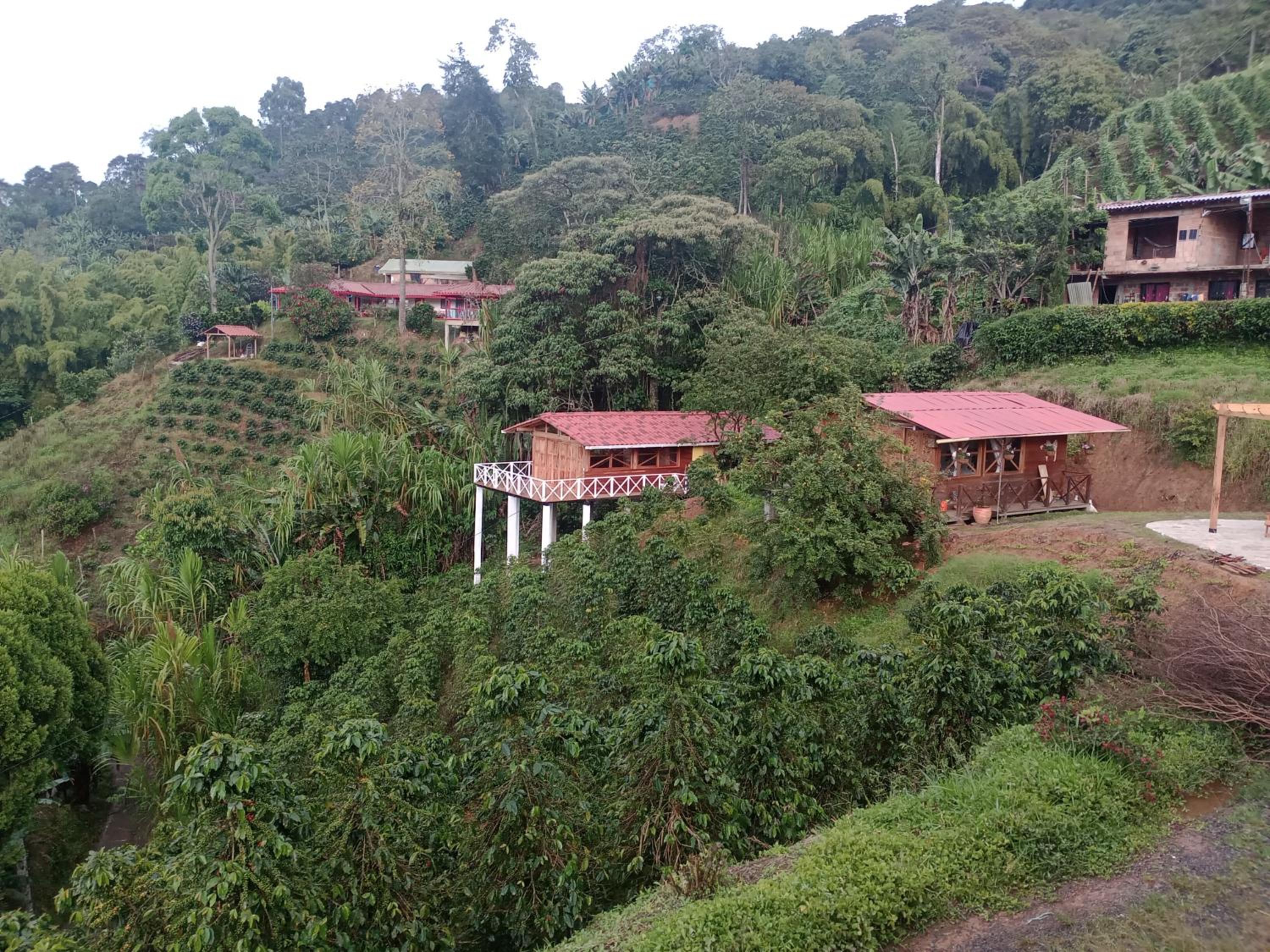 Incredible Colombian Coffee farm Finca Milena #2