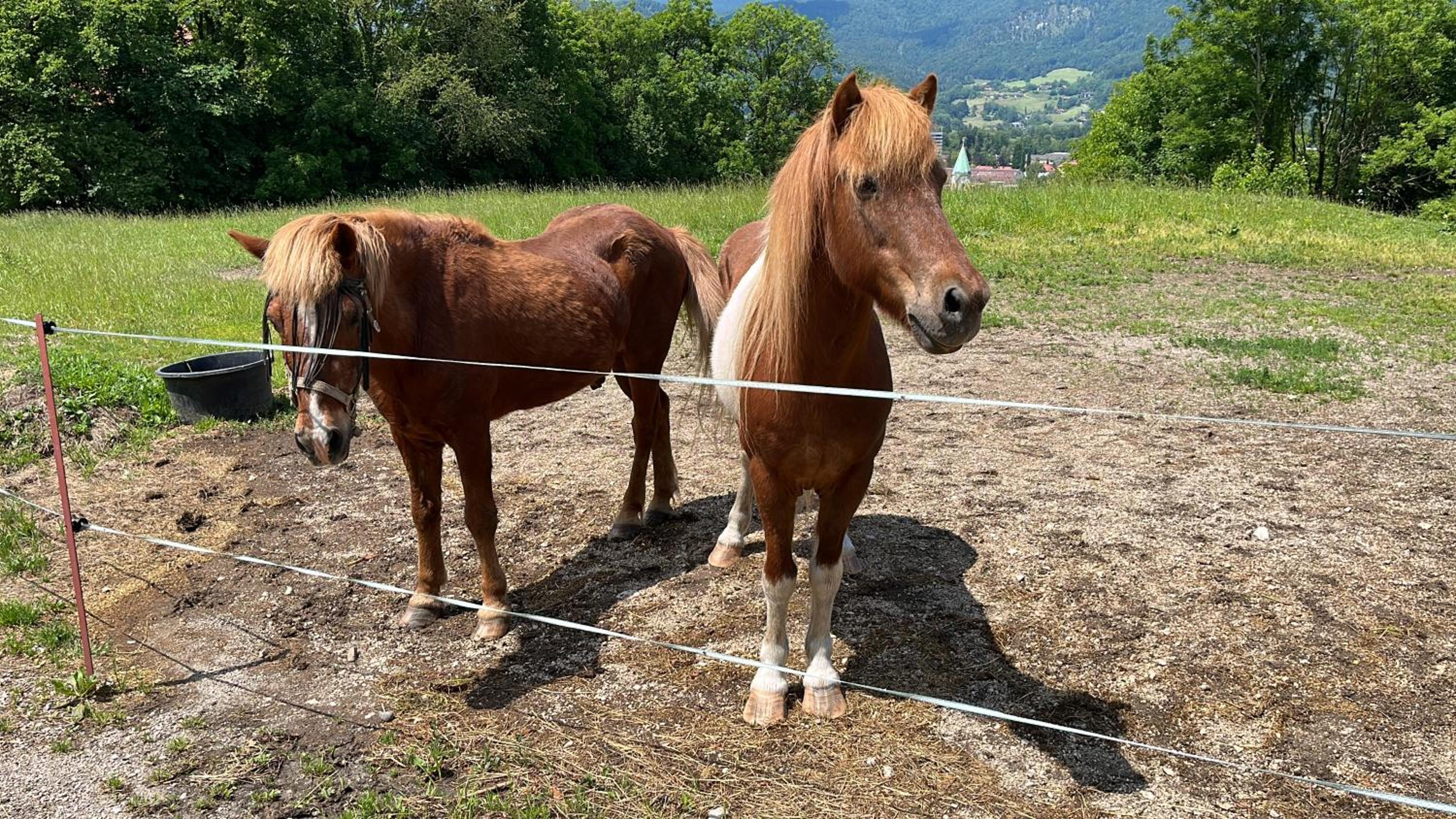 Ferienwohnung Bea´s Bergblick