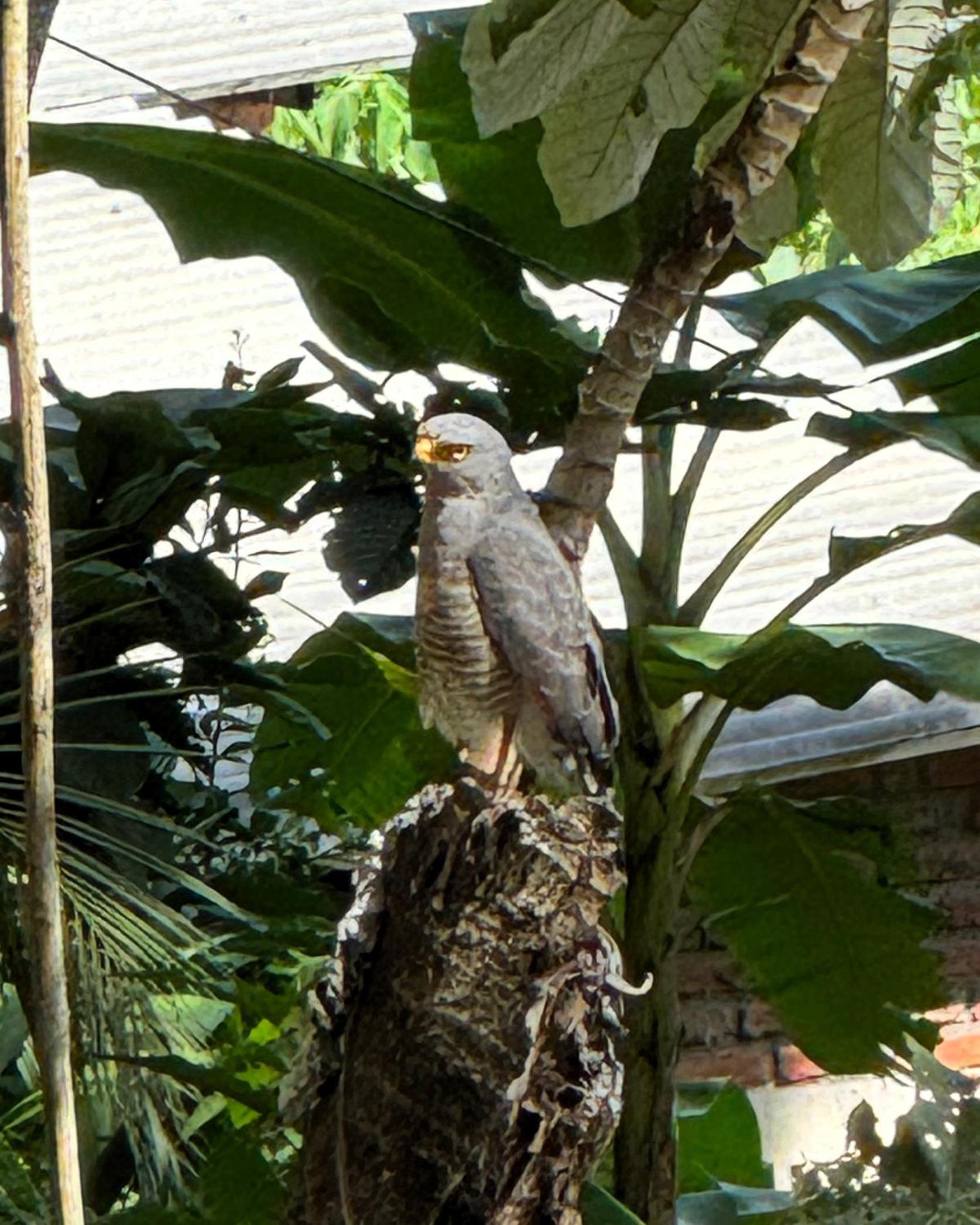 Edén Los Abuelos 2 - Casa Privada en Minca Nature