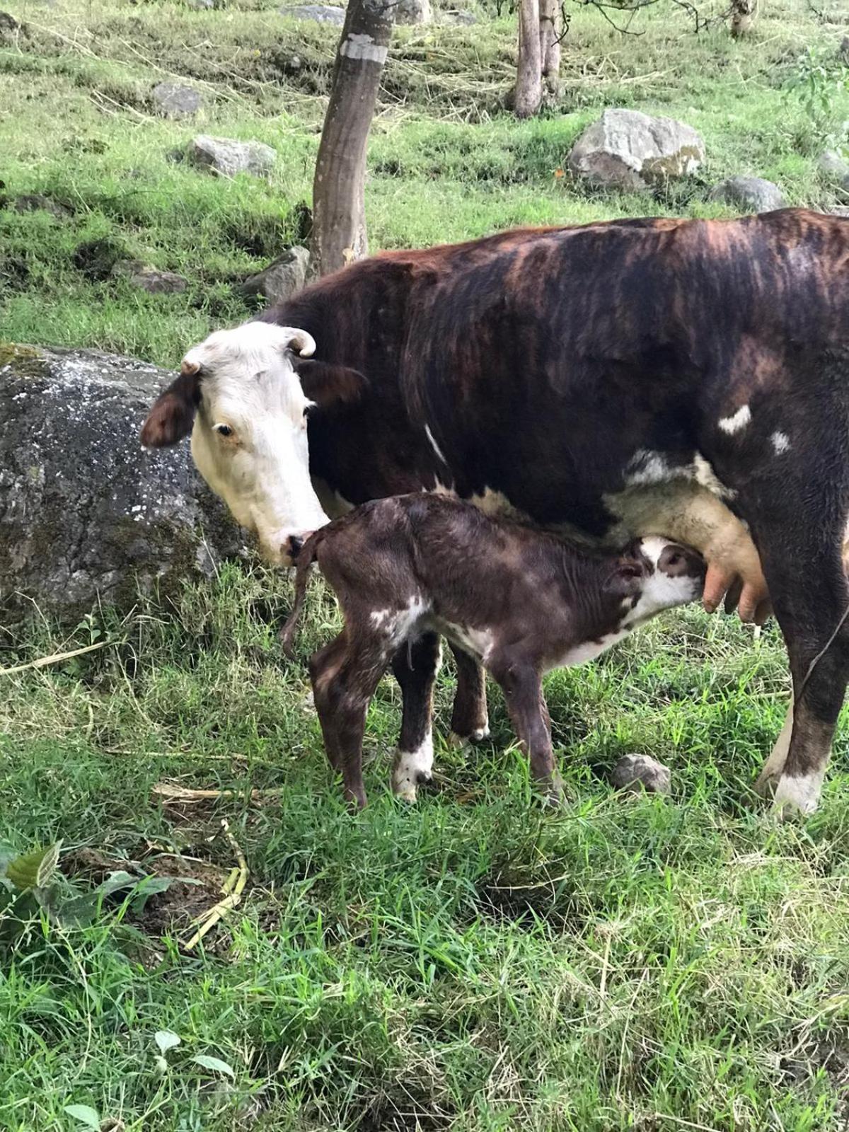 Raíces Agrorefugio