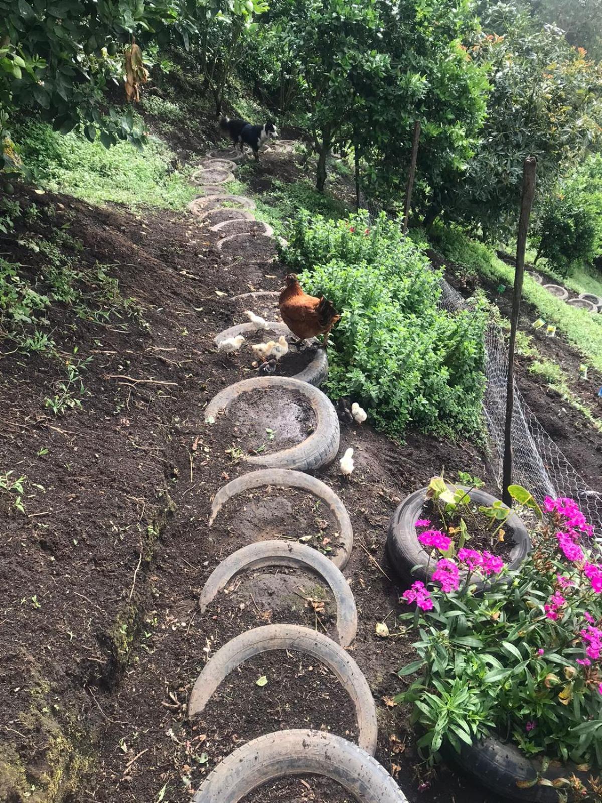 Raíces Agrorefugio