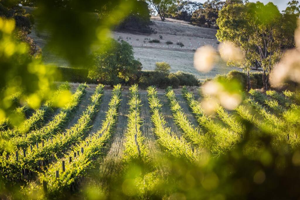 Seppeltsfield Vineyard Cottage Luxury Romantic Getaway