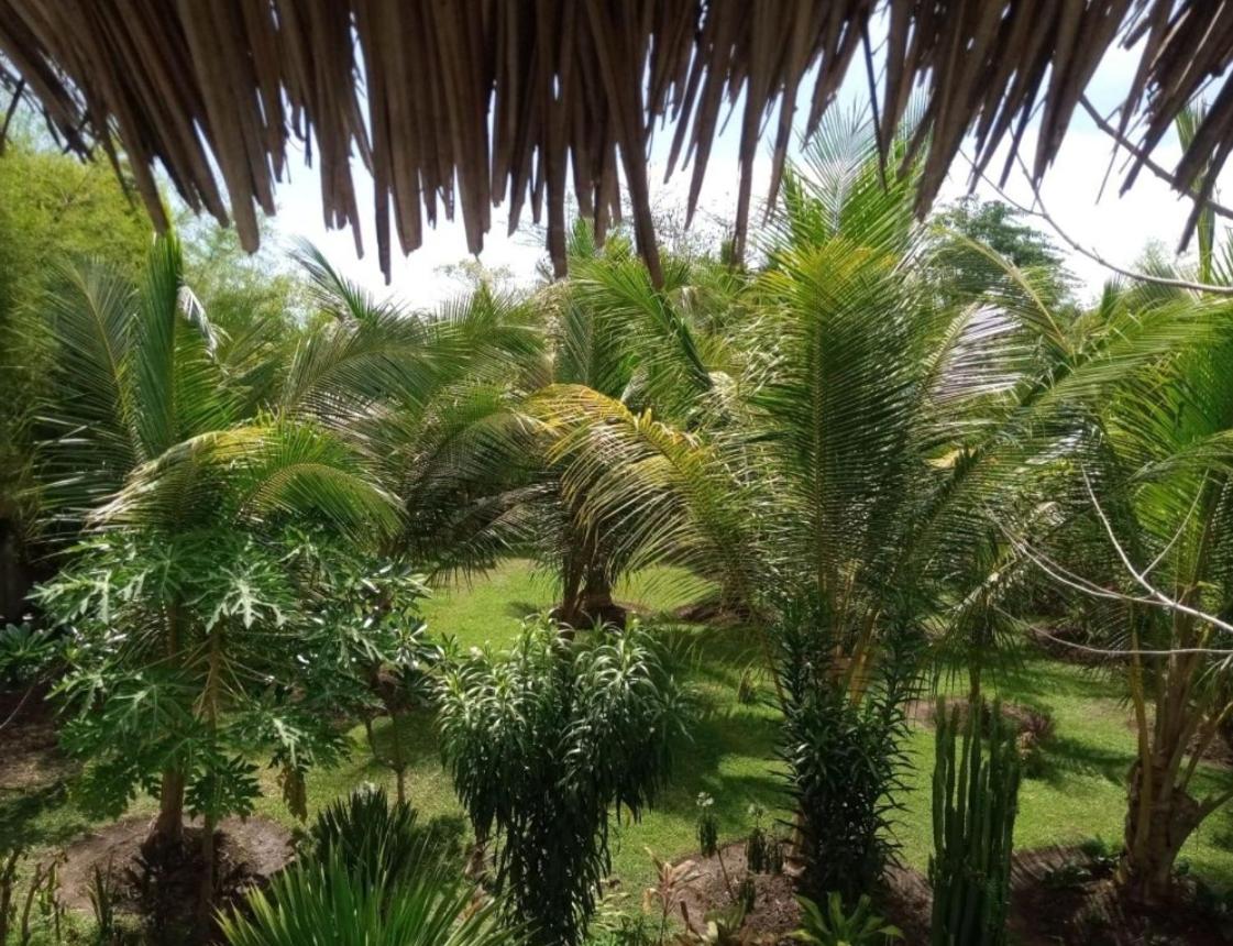 Coconut Homestay
