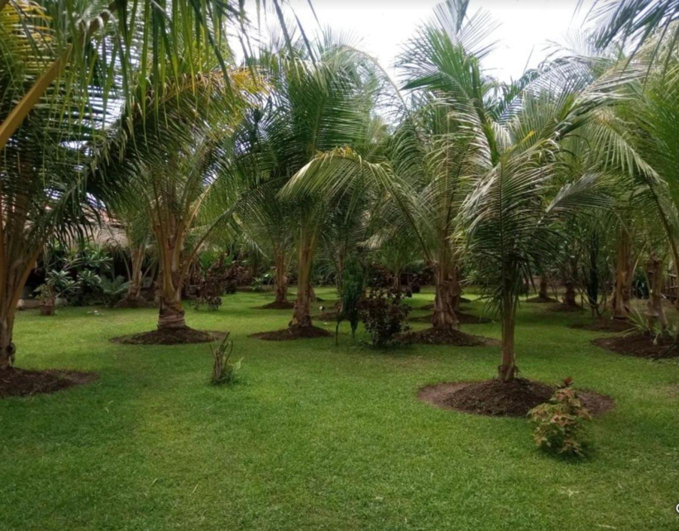 Coconut Homestay