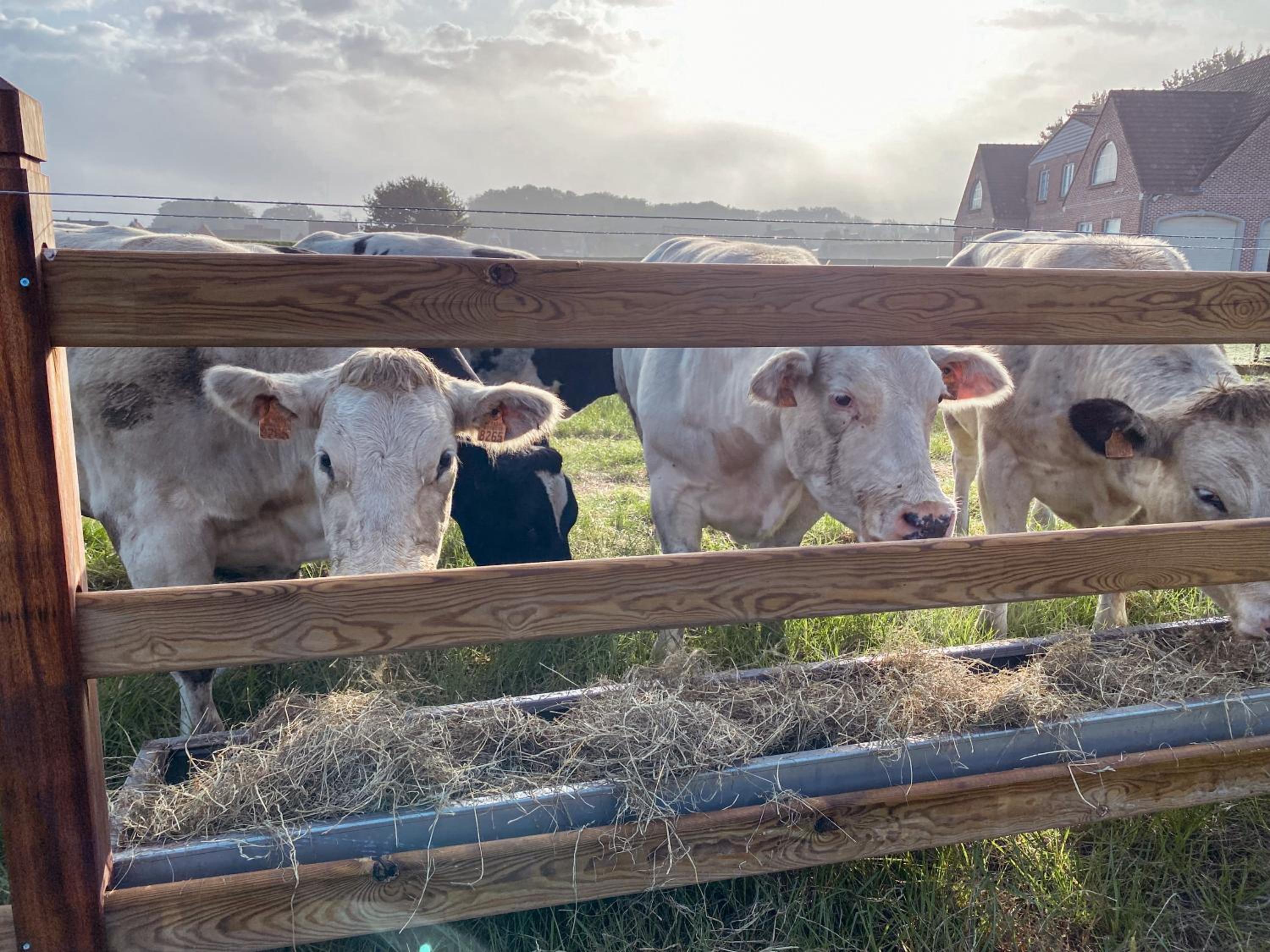 Kindvriendelijke vakantiewoning Happy Cow-ter
