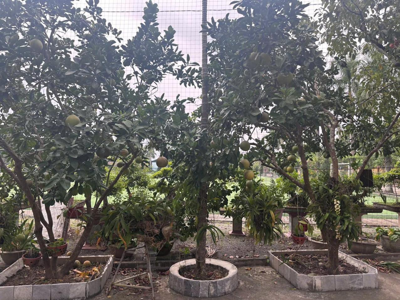 Sống cùng chủ nhà tại nhà vườn