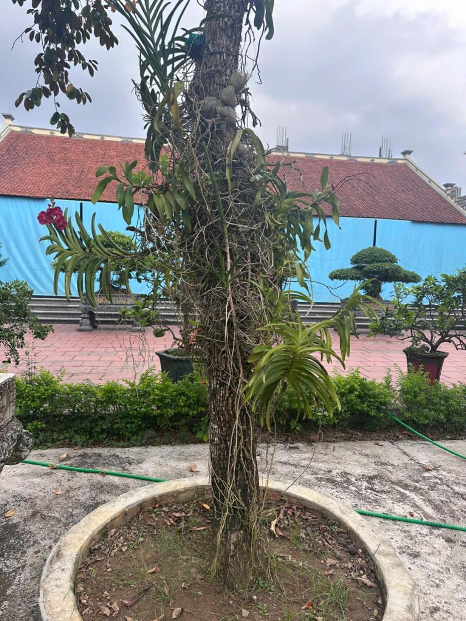 Sống cùng chủ nhà tại nhà vườn