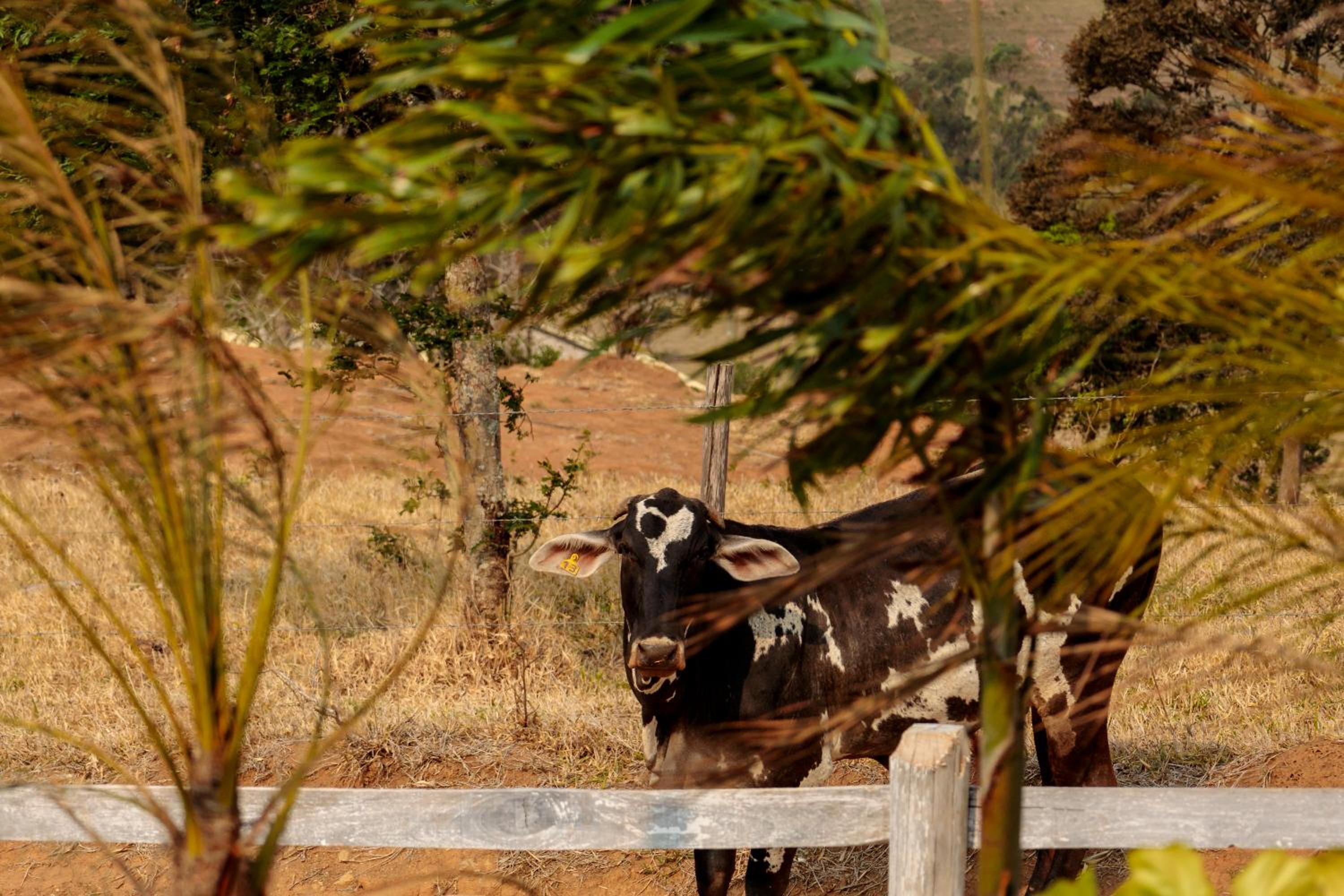 Orvalho da mantiqueira
