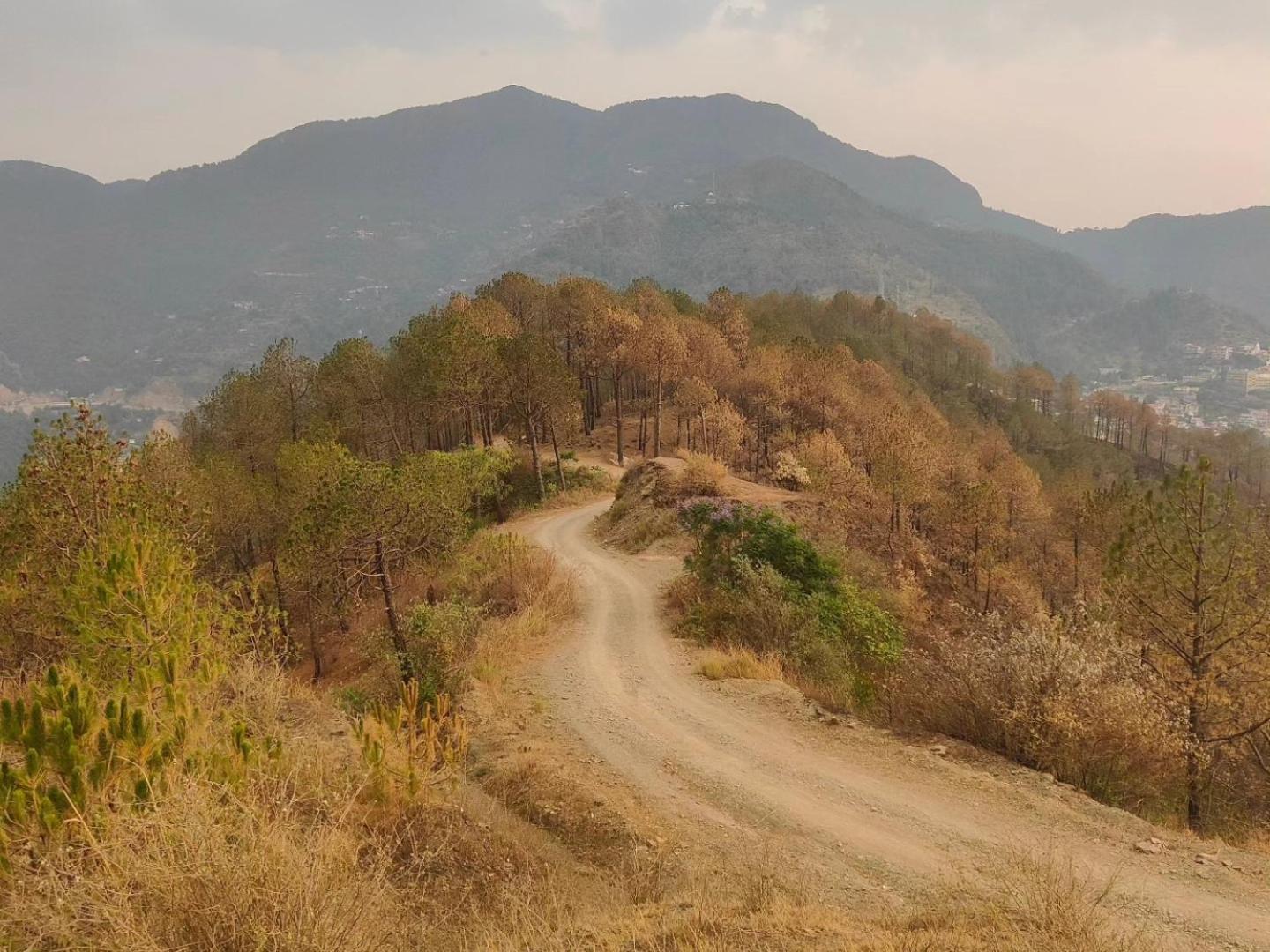 Hazelwood Kandaghat