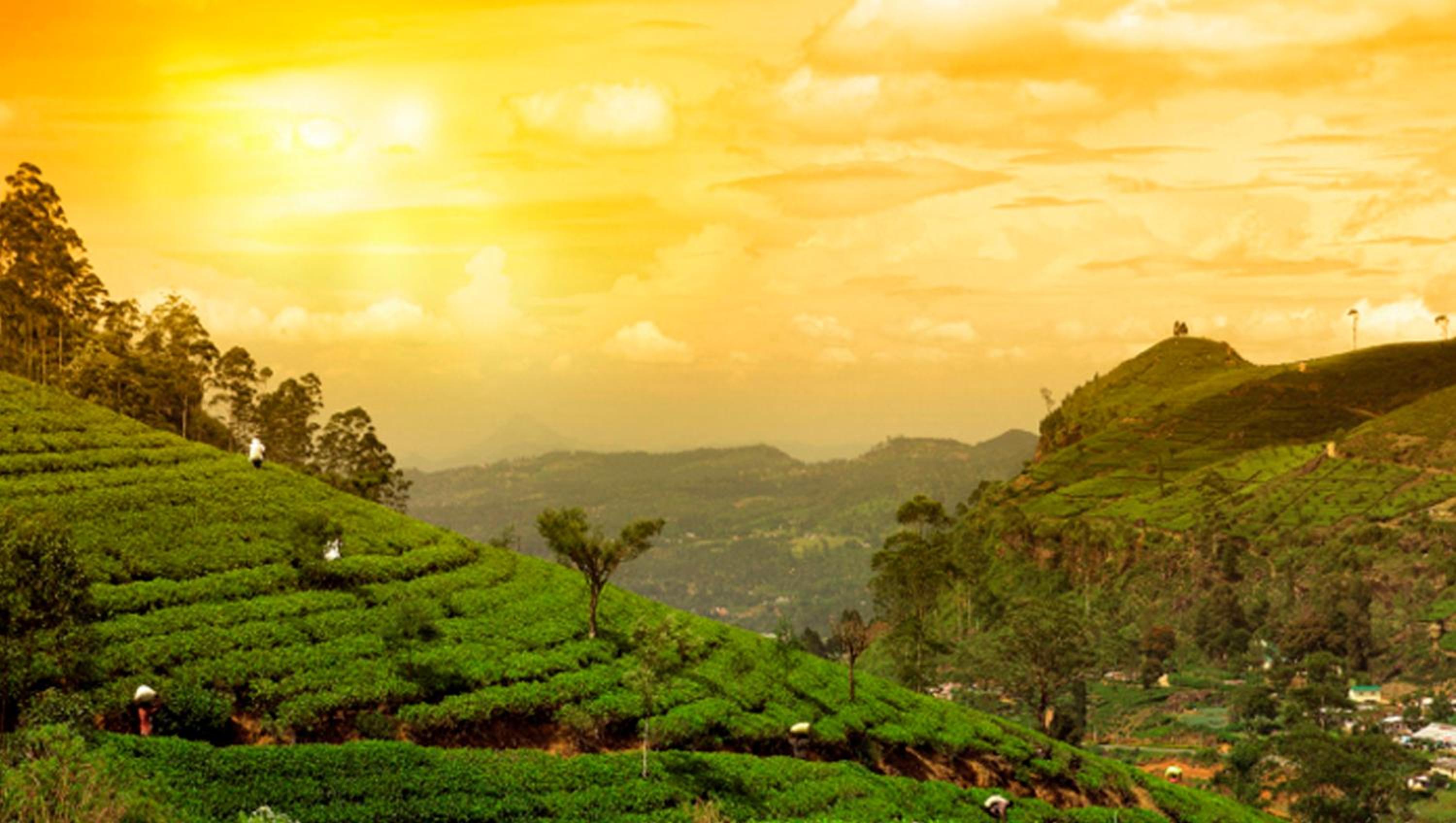 Munnar Vacations - Clouds Valley Hotel - Property Image 11