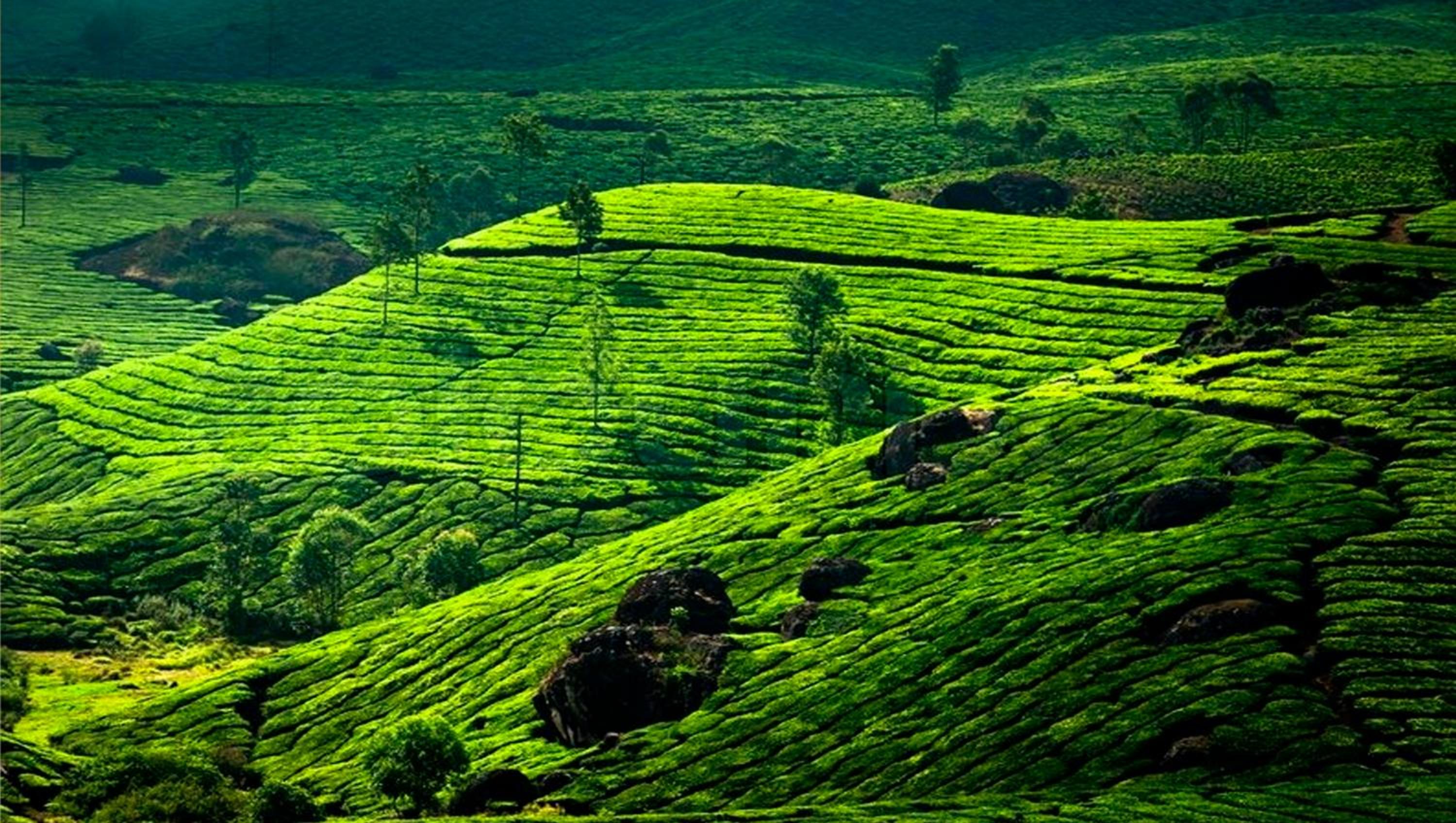 Munnar Vacations - Clouds Valley Hotel - Property Image 10