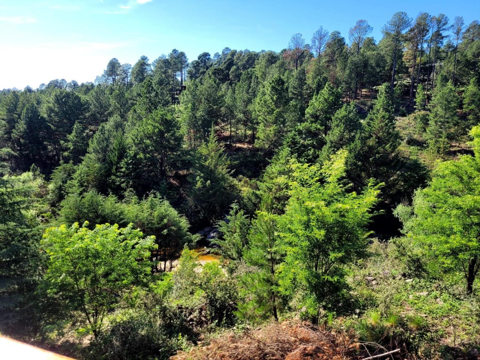 BORDERÍO Cabaña de Montaña