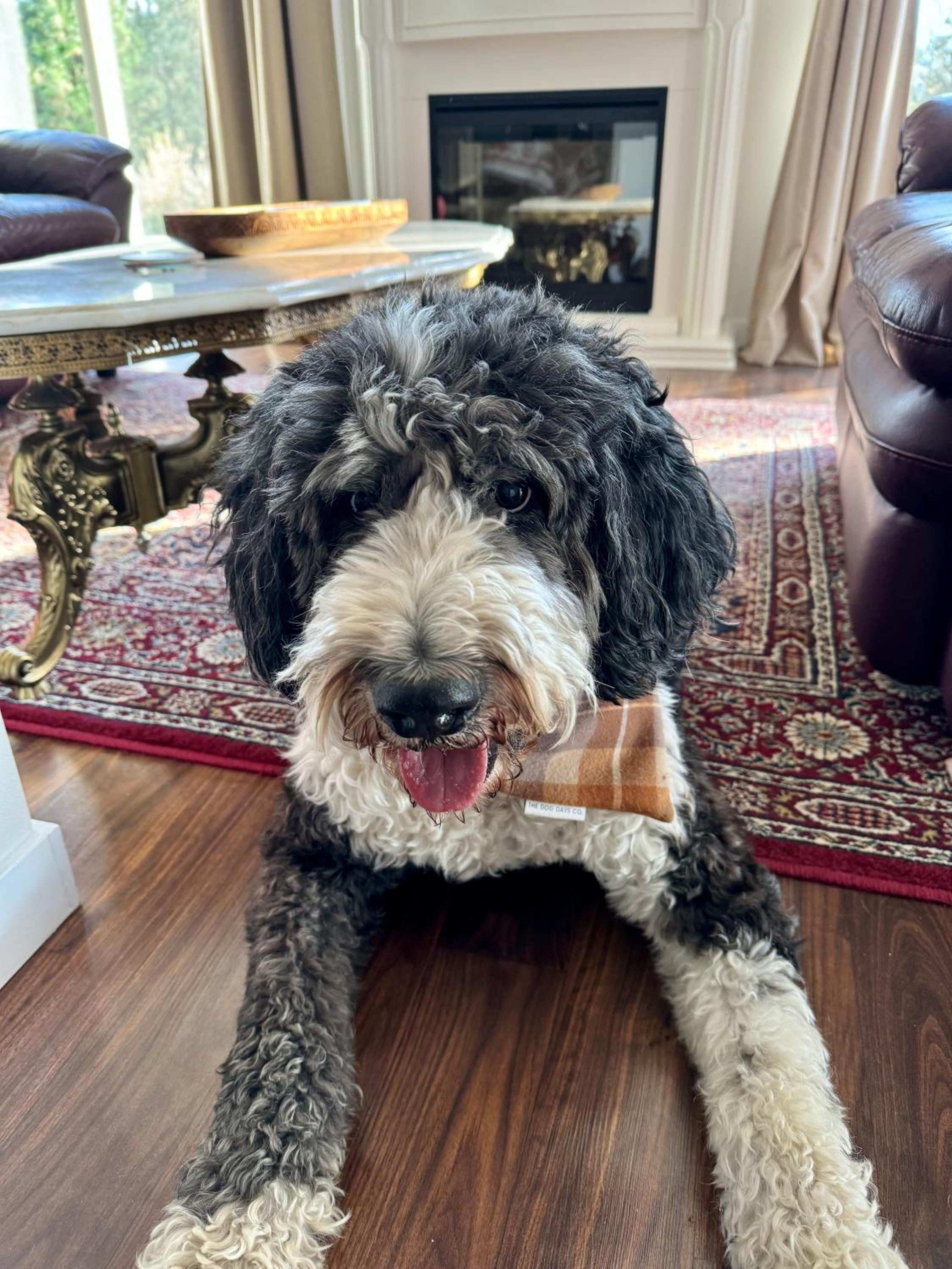 Licensed Pet Friendly Suite on Haskap Farm