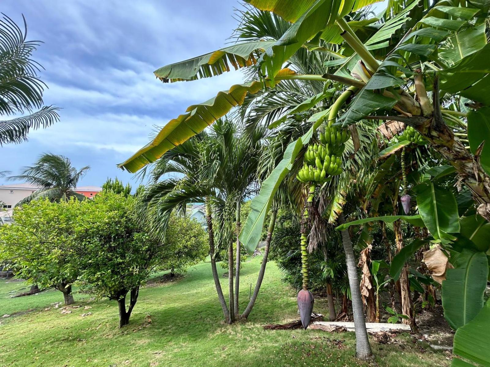 LaBelleVue Antigua Oceanview Suites and OnSite Car Rentals