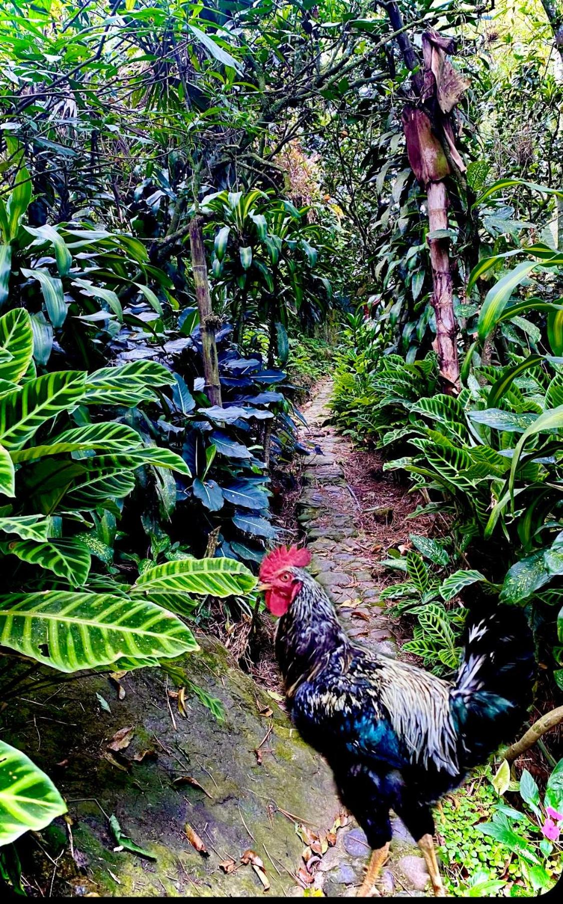 Finca El Remanso La Vega