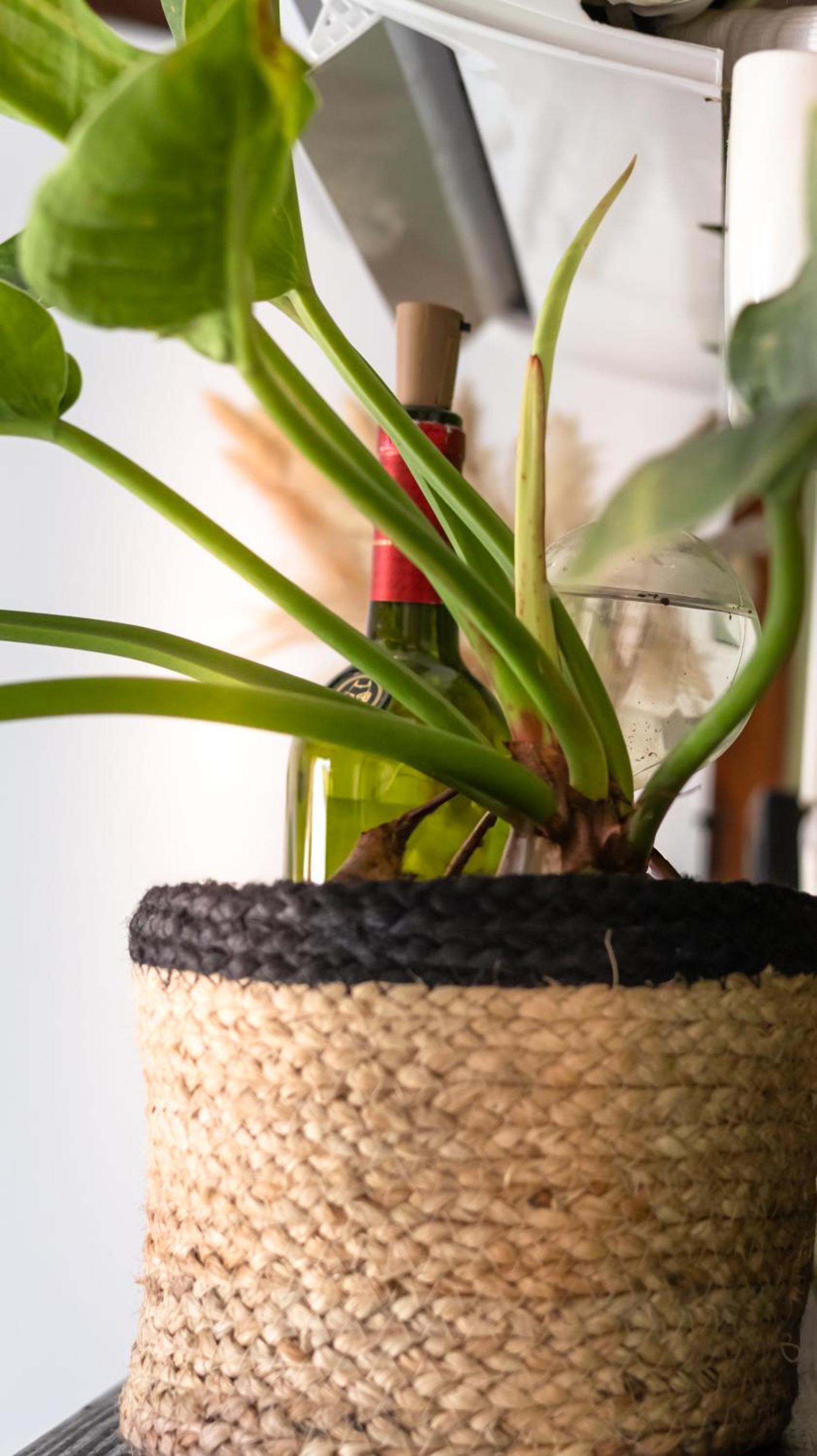Apartamentos turisticos - Boho Sai