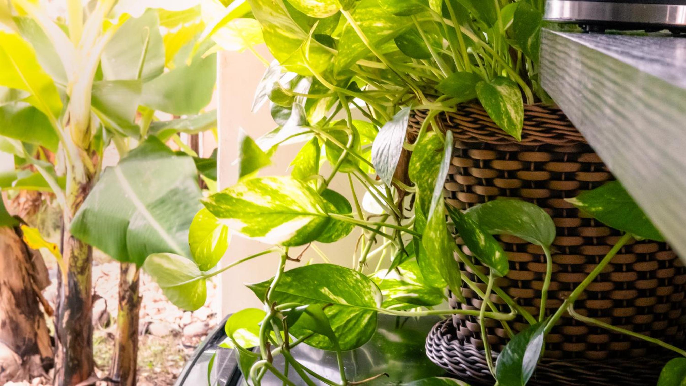 Apartamentos turisticos - Boho Sai