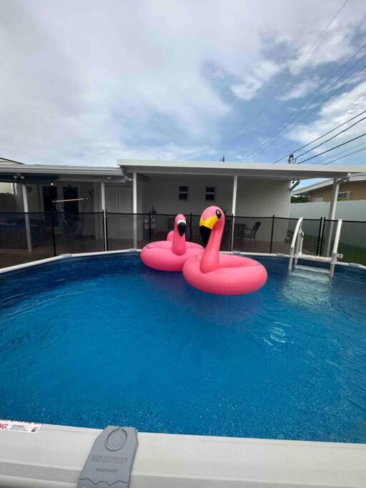 Flamingo Paradise